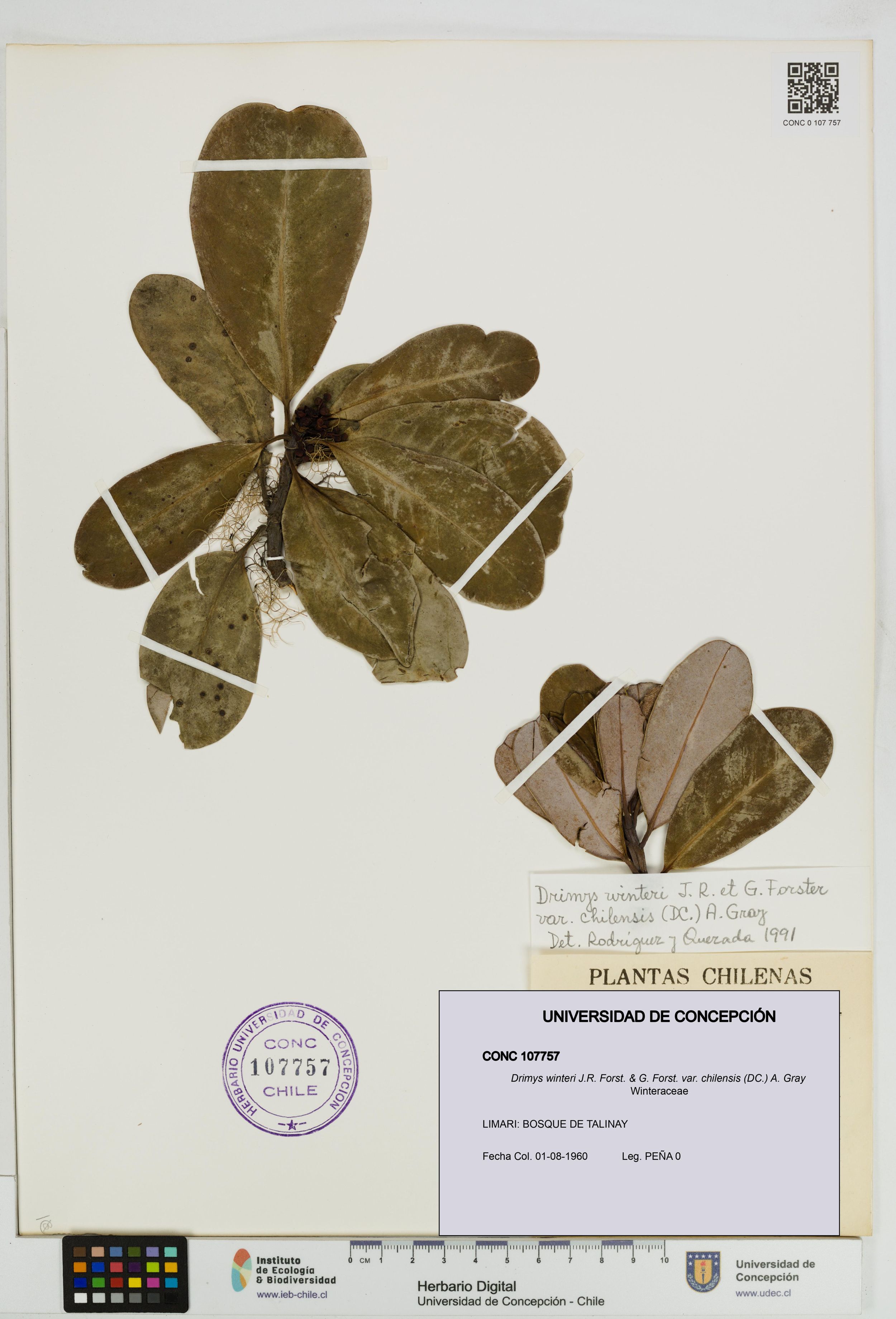 Drimys winteri var. chilensis [Espécimen: ]