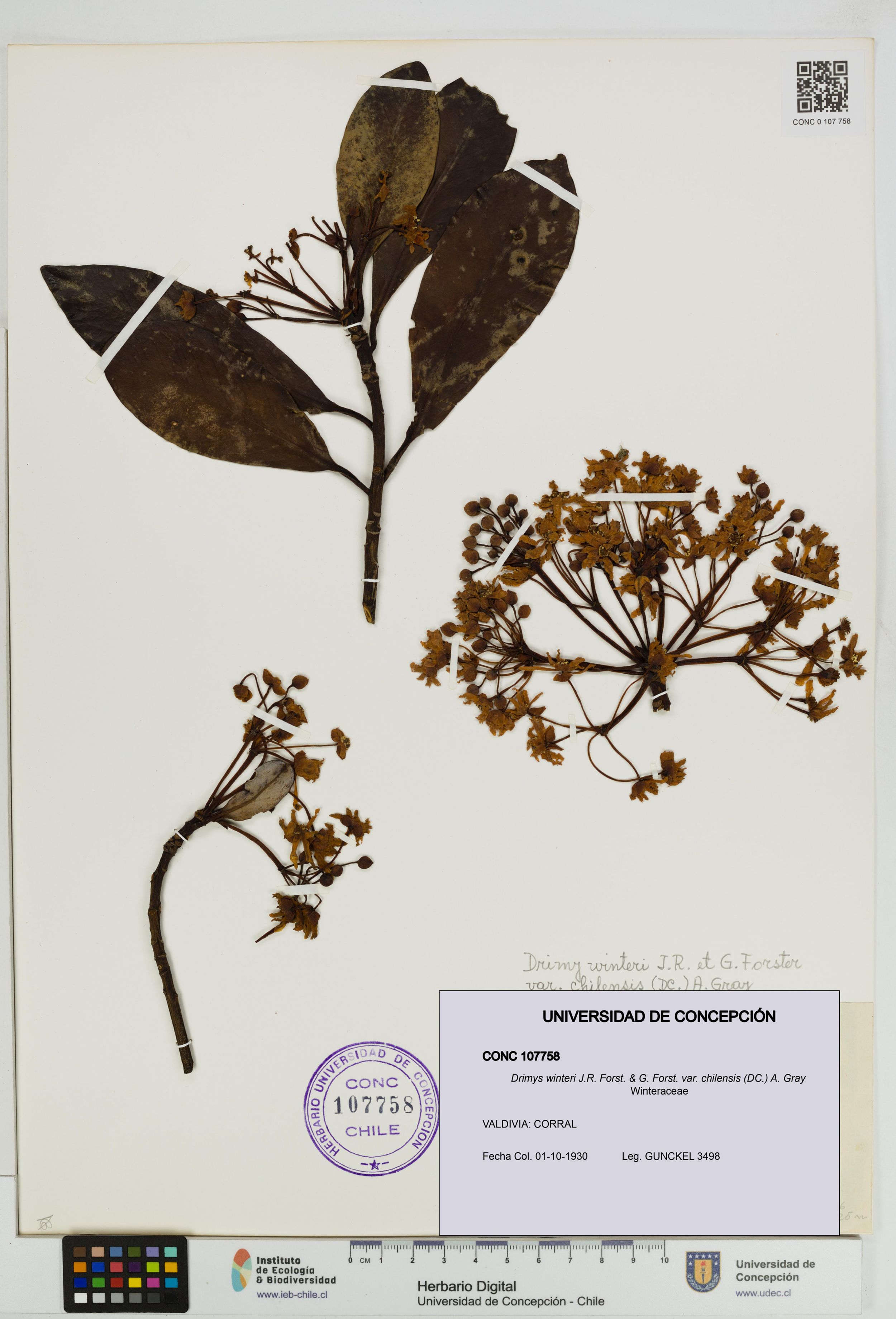 Drimys winteri var. chilensis [Espécimen: ]