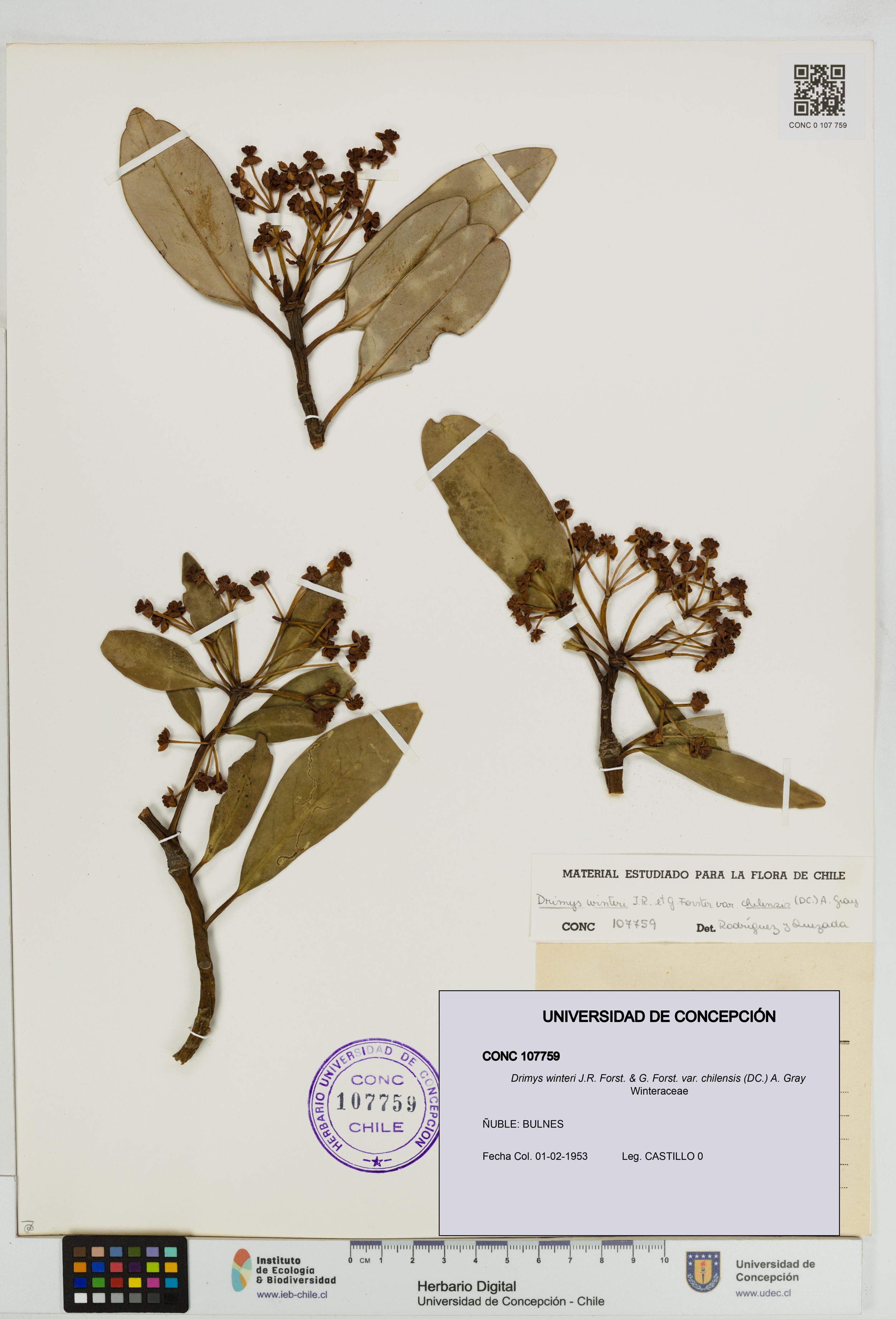 Drimys winteri var. chilensis [Espécimen: ]