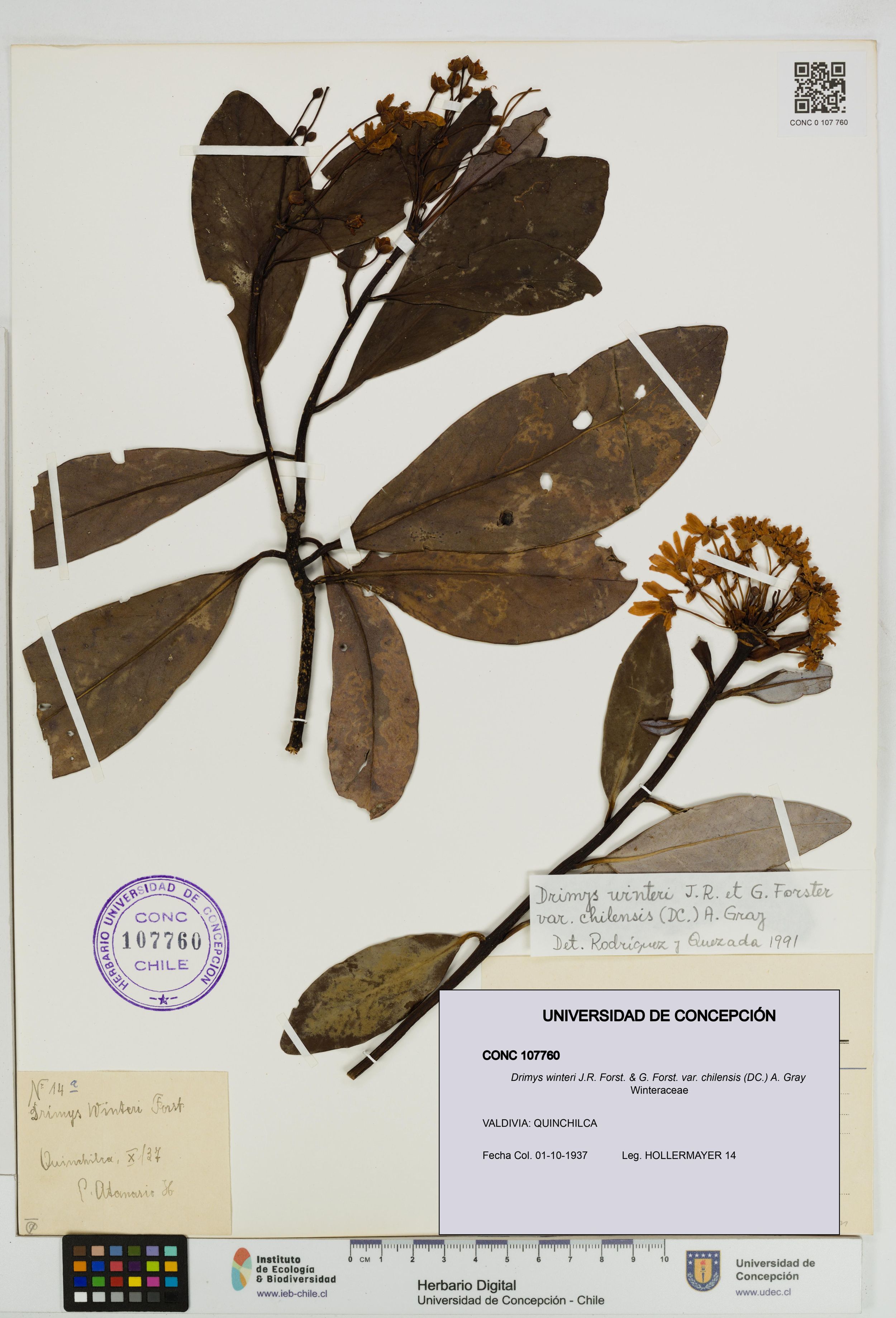 Drimys winteri var. chilensis [Espécimen: ]