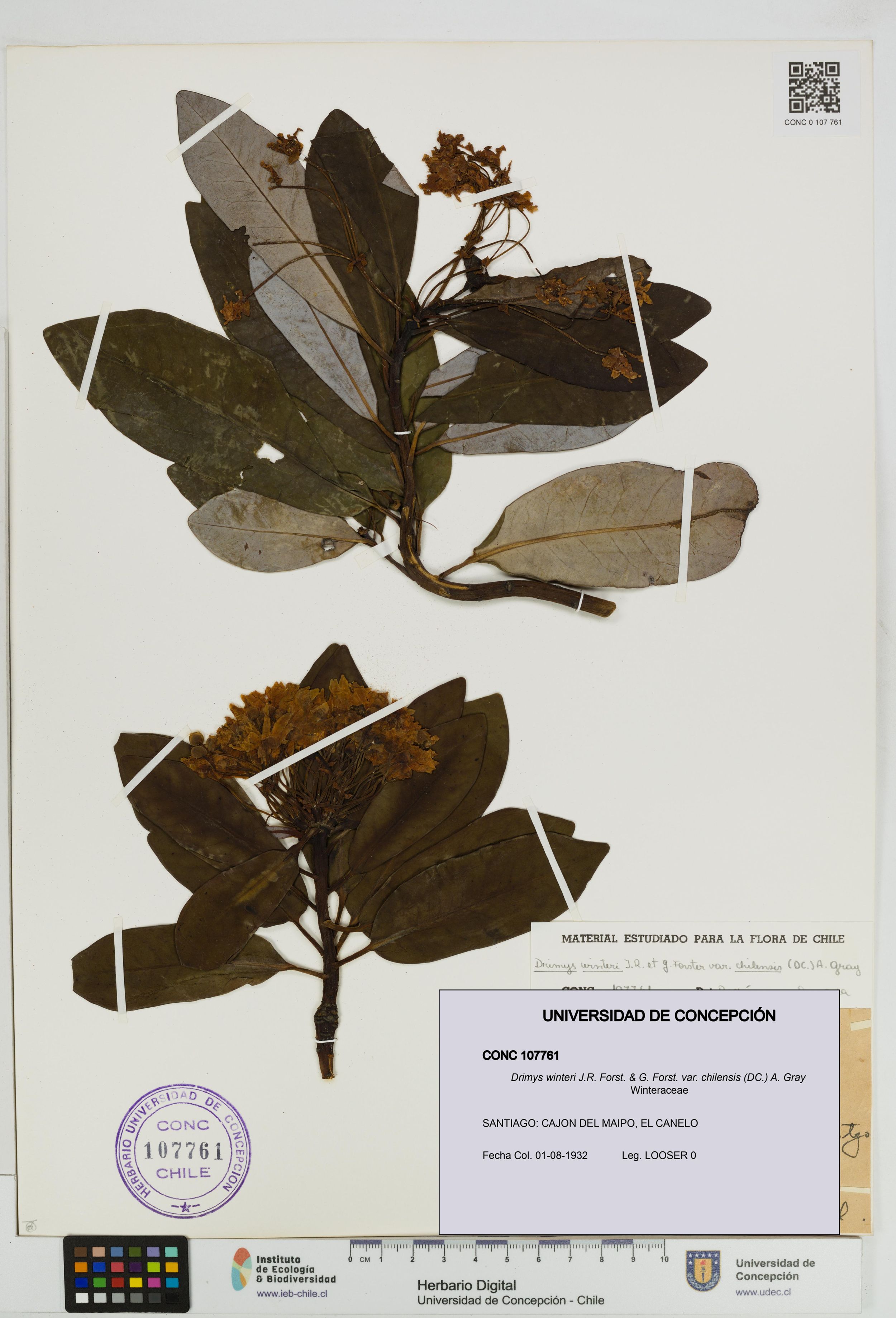 Drimys winteri var. chilensis [Espécimen: ]