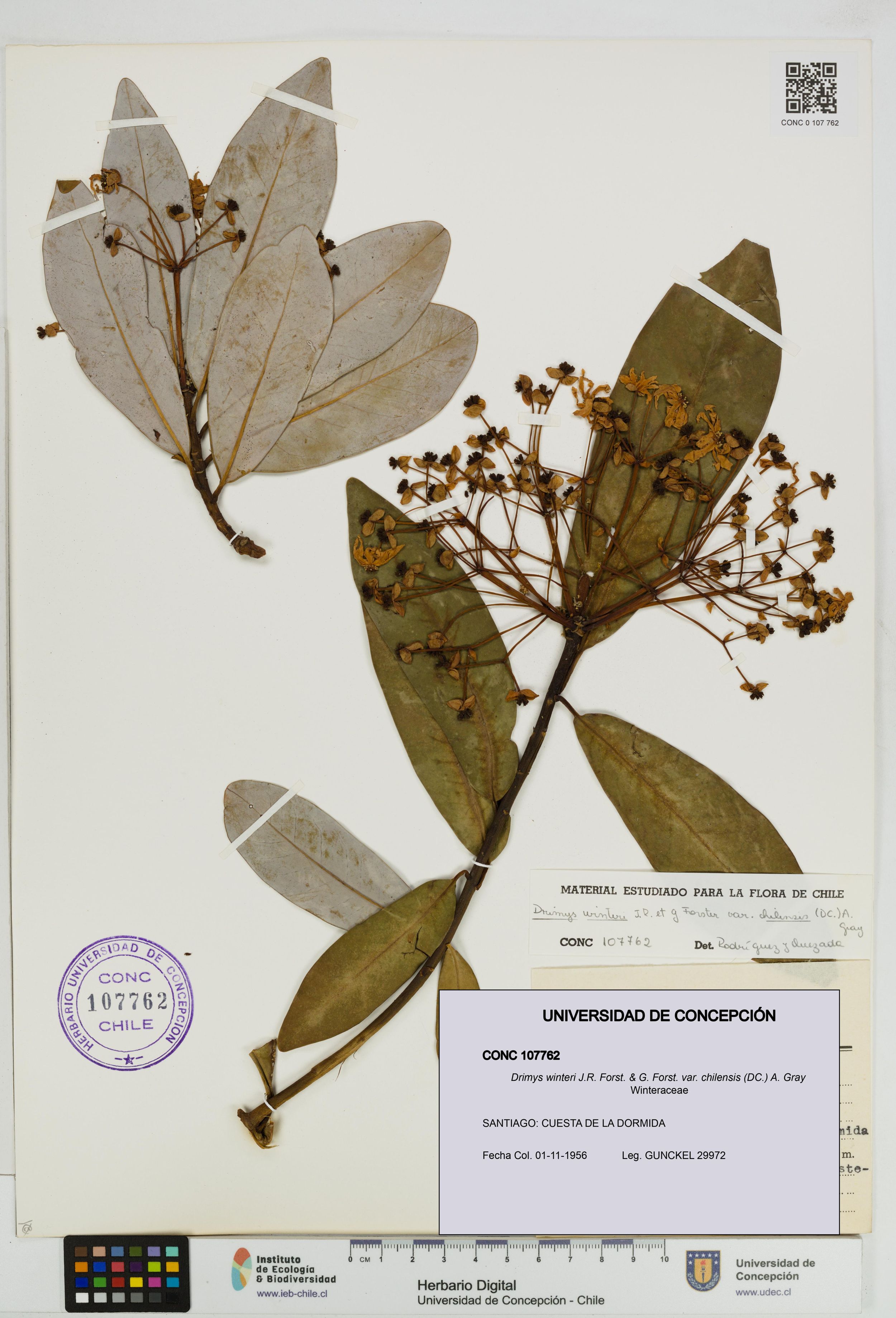 Drimys winteri var. chilensis [Espécimen: ]