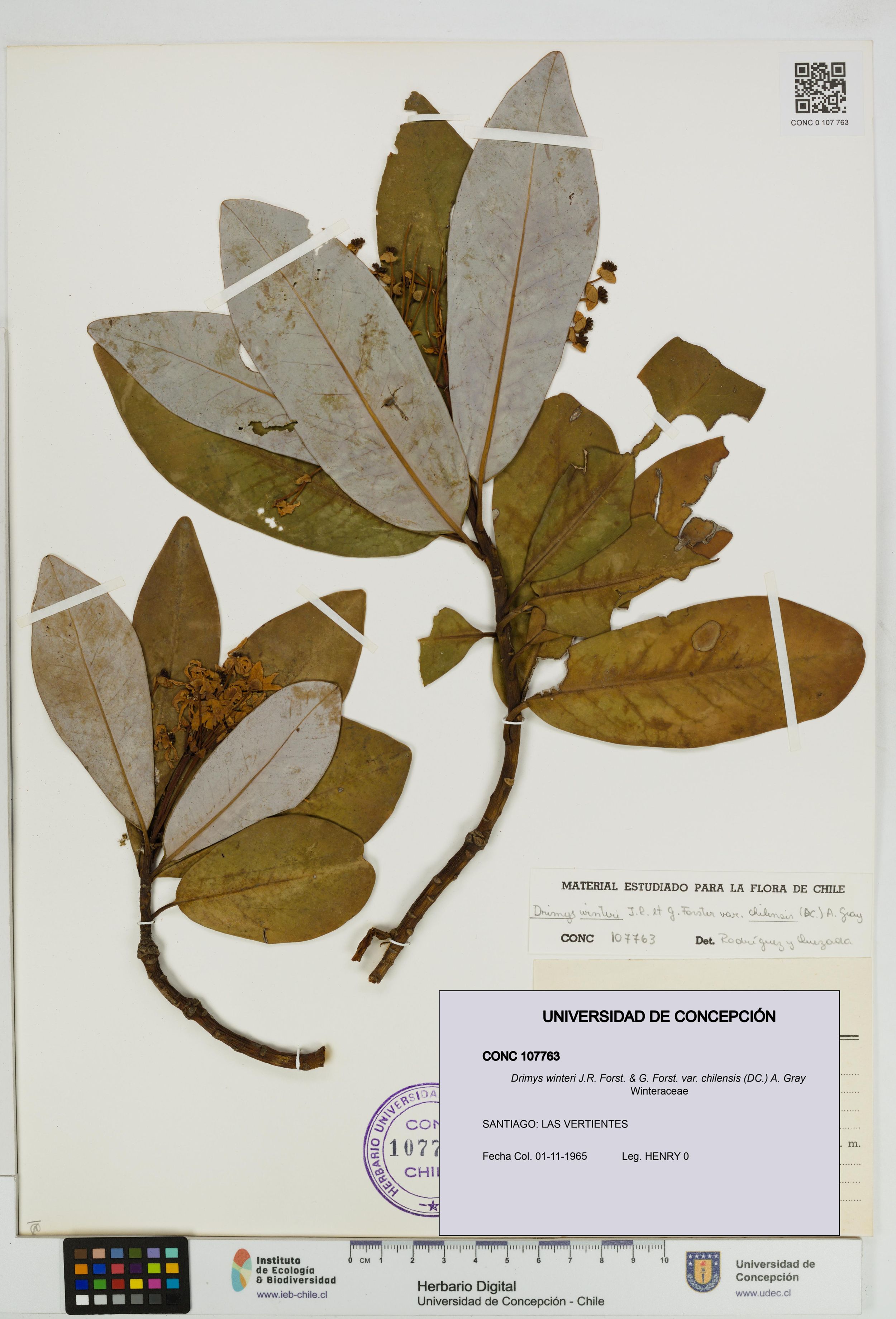 Drimys winteri var. chilensis [Espécimen: ]