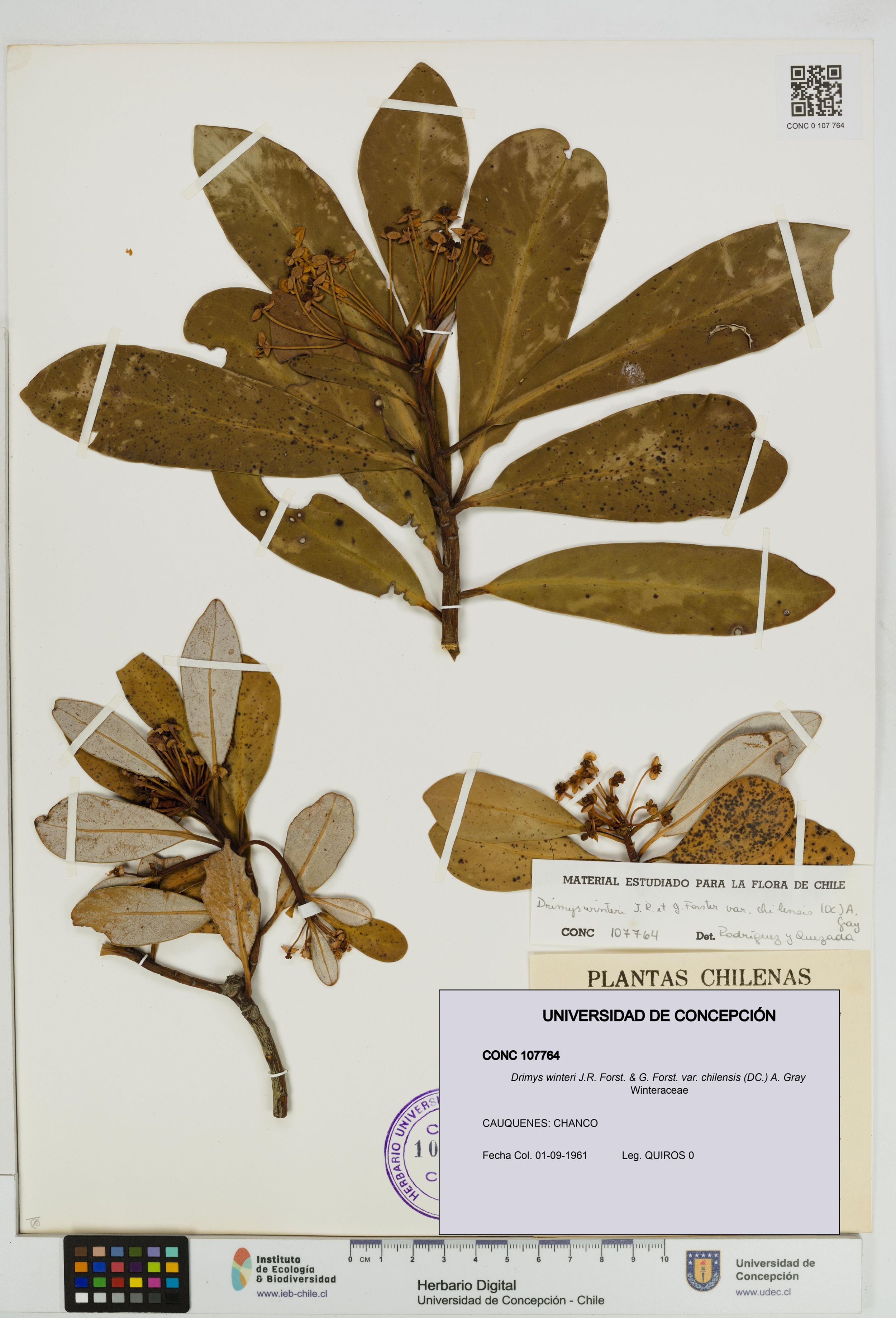 Drimys winteri var. chilensis [Espécimen: ]