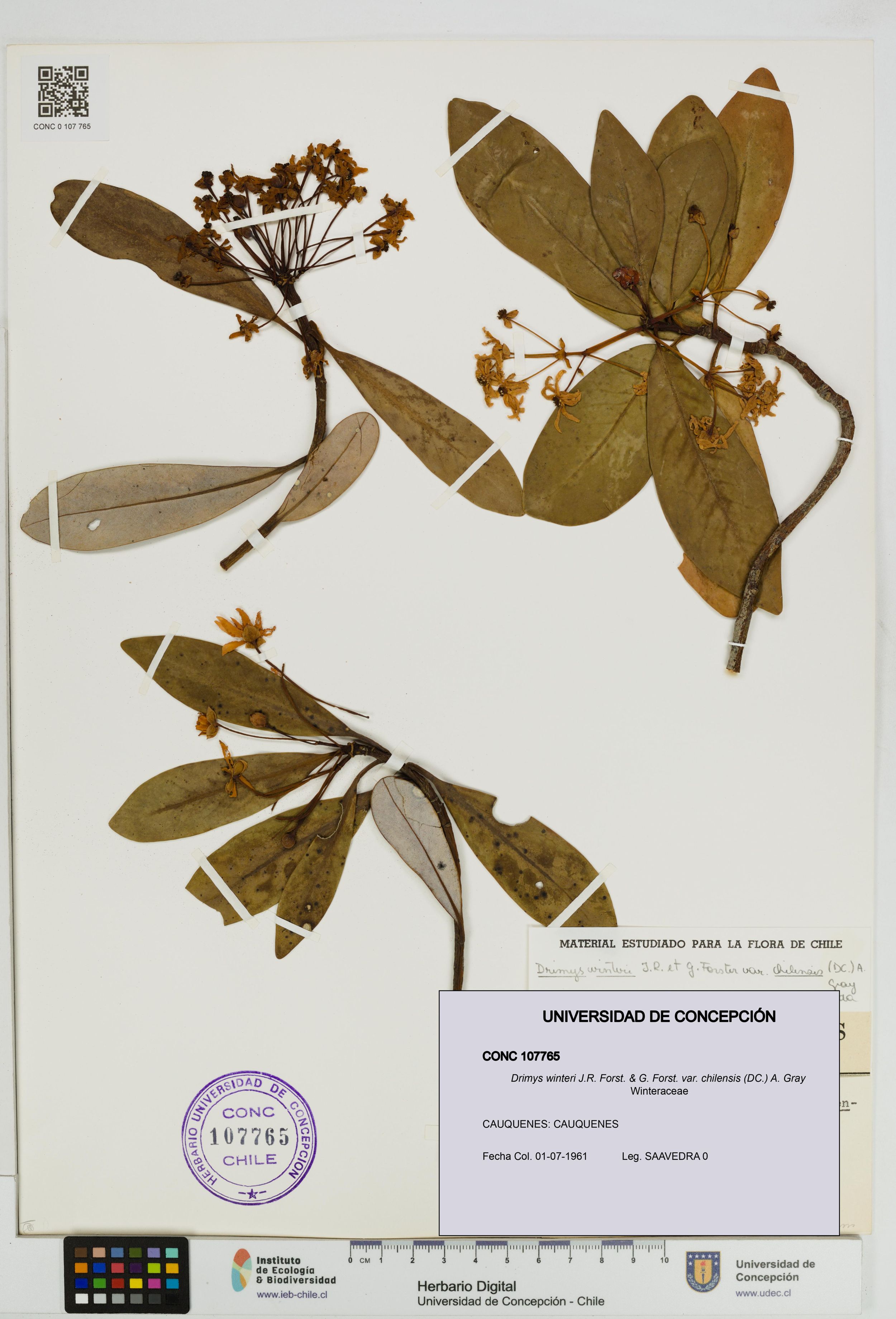Drimys winteri var. chilensis [Espécimen: ]