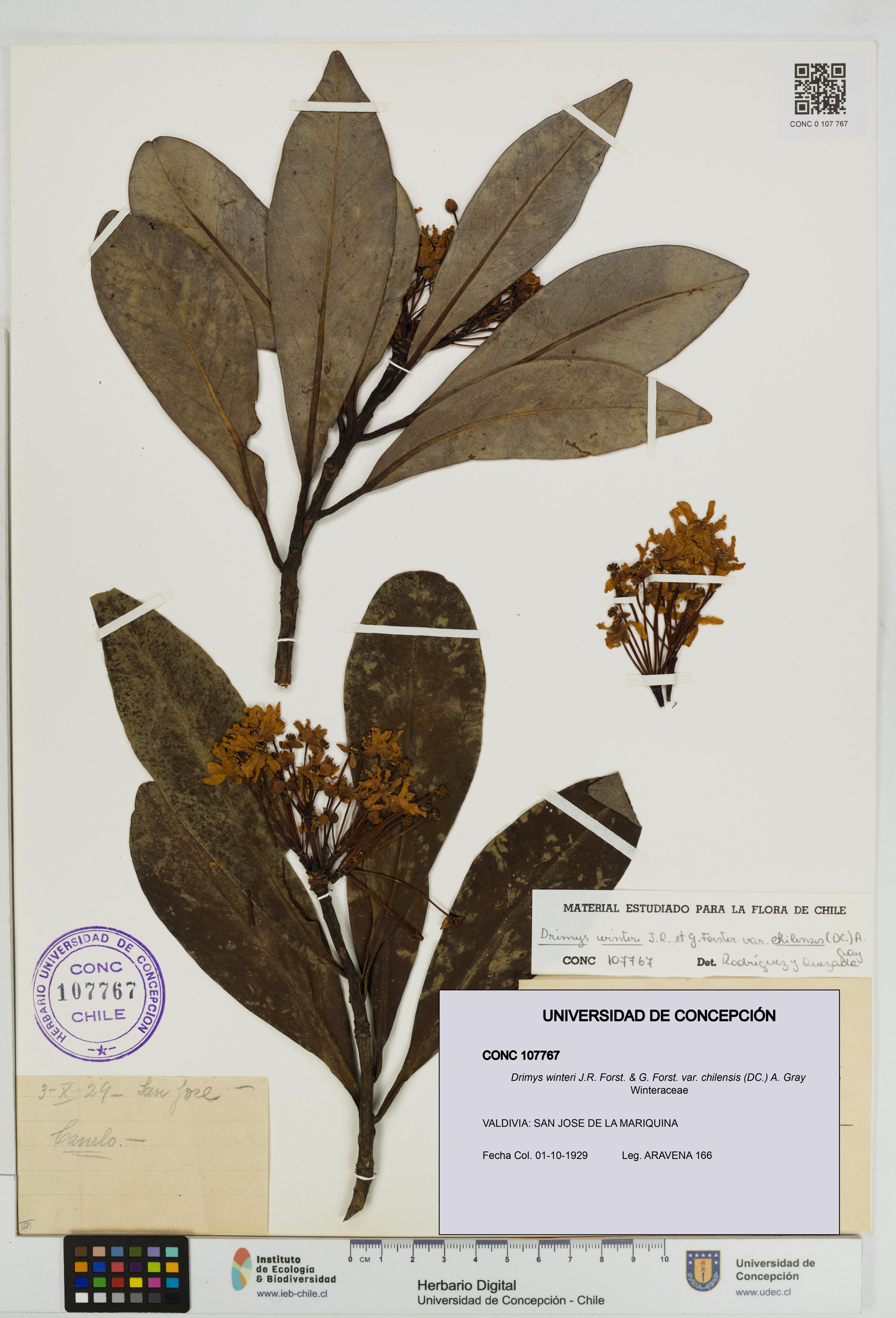 Drimys winteri var. chilensis [Espécimen: ]