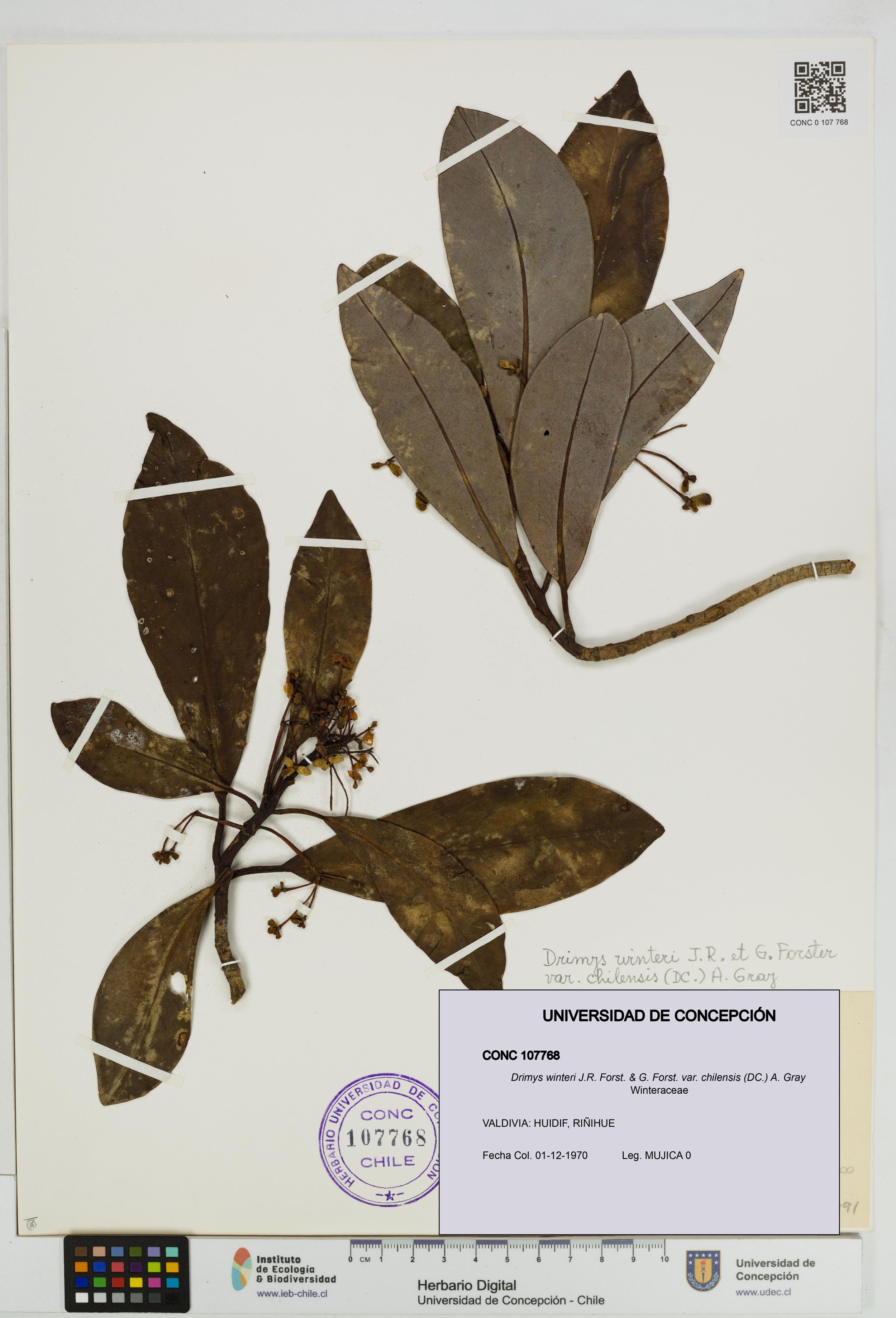 Drimys winteri var. chilensis [Espécimen: ]