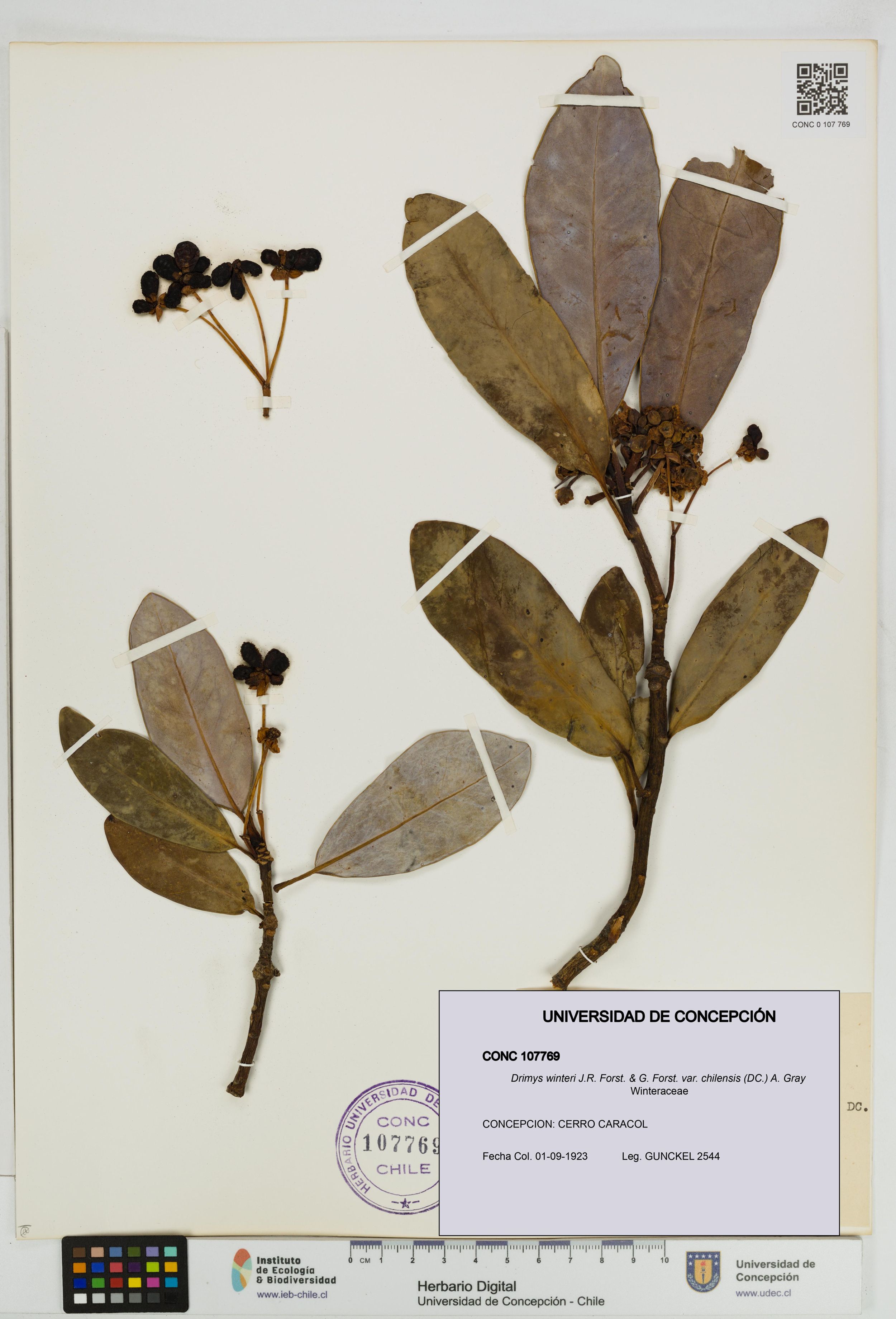 Drimys winteri var. chilensis [Espécimen: ]