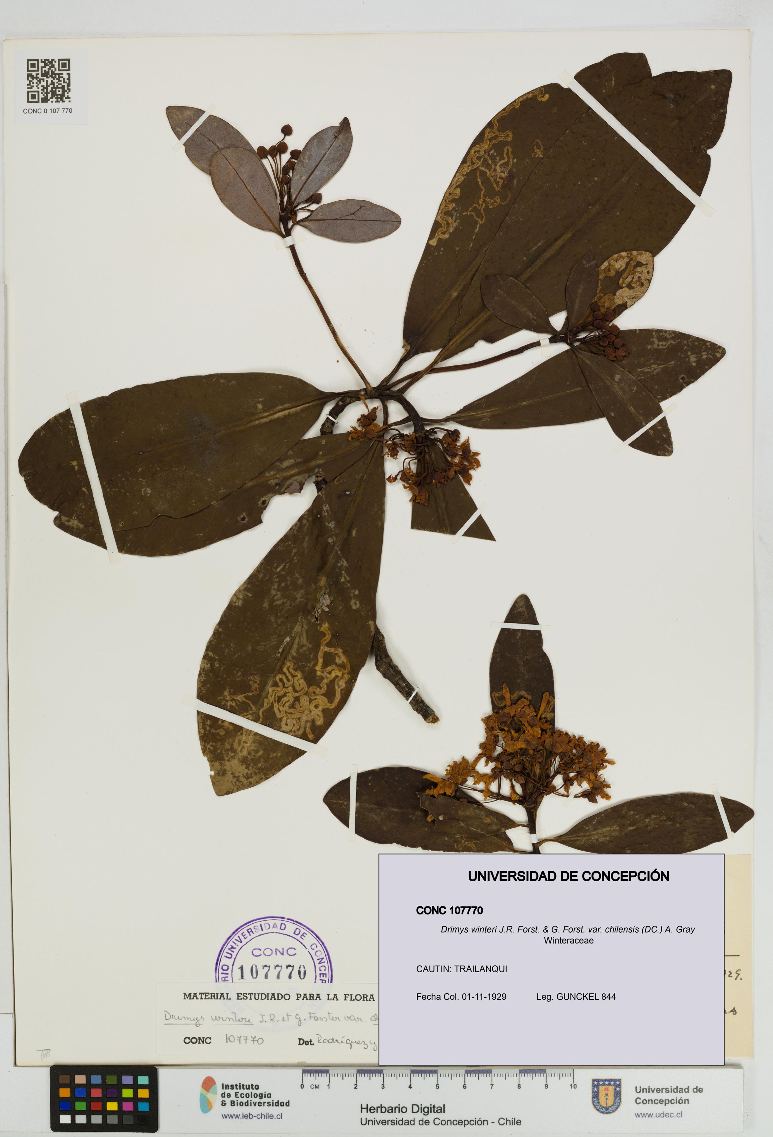 Drimys winteri var. chilensis [Espécimen: ]