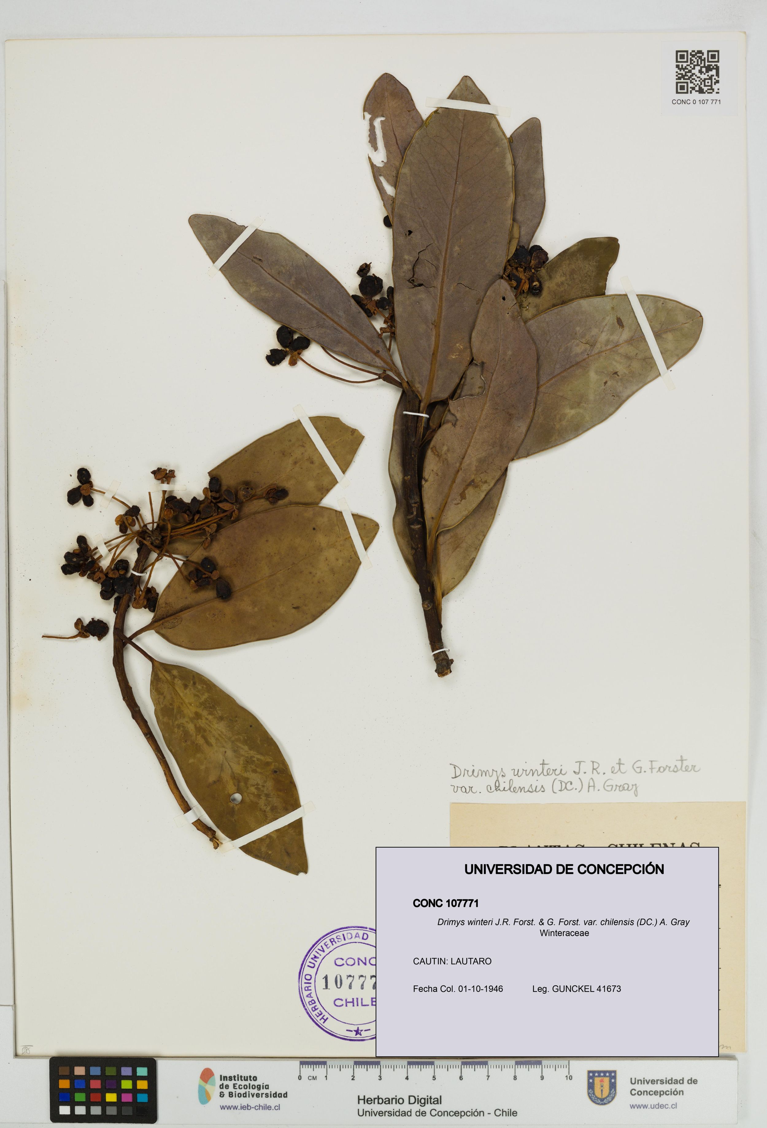 Drimys winteri var. chilensis [Espécimen: ]
