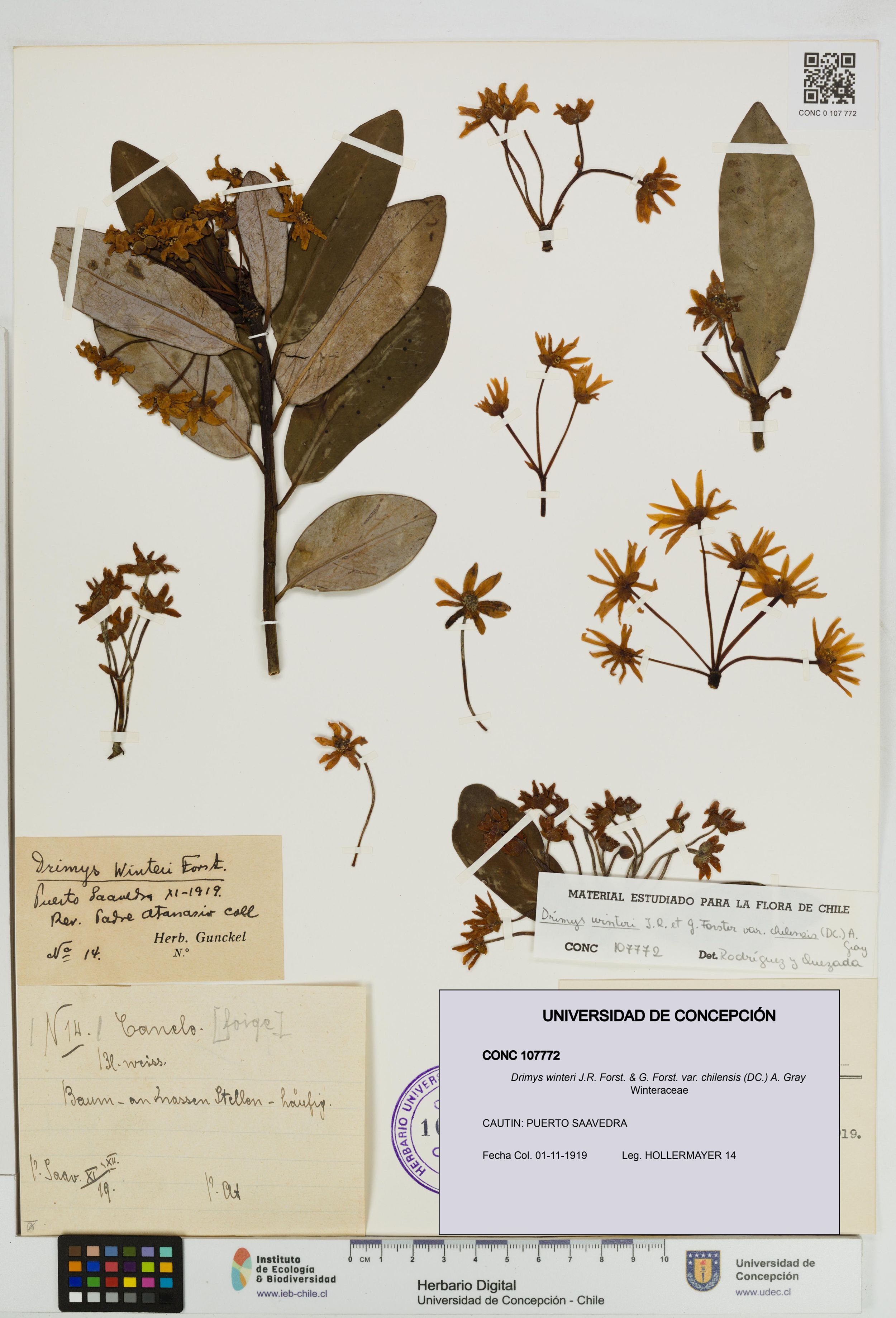 Drimys winteri var. chilensis [Espécimen: ]