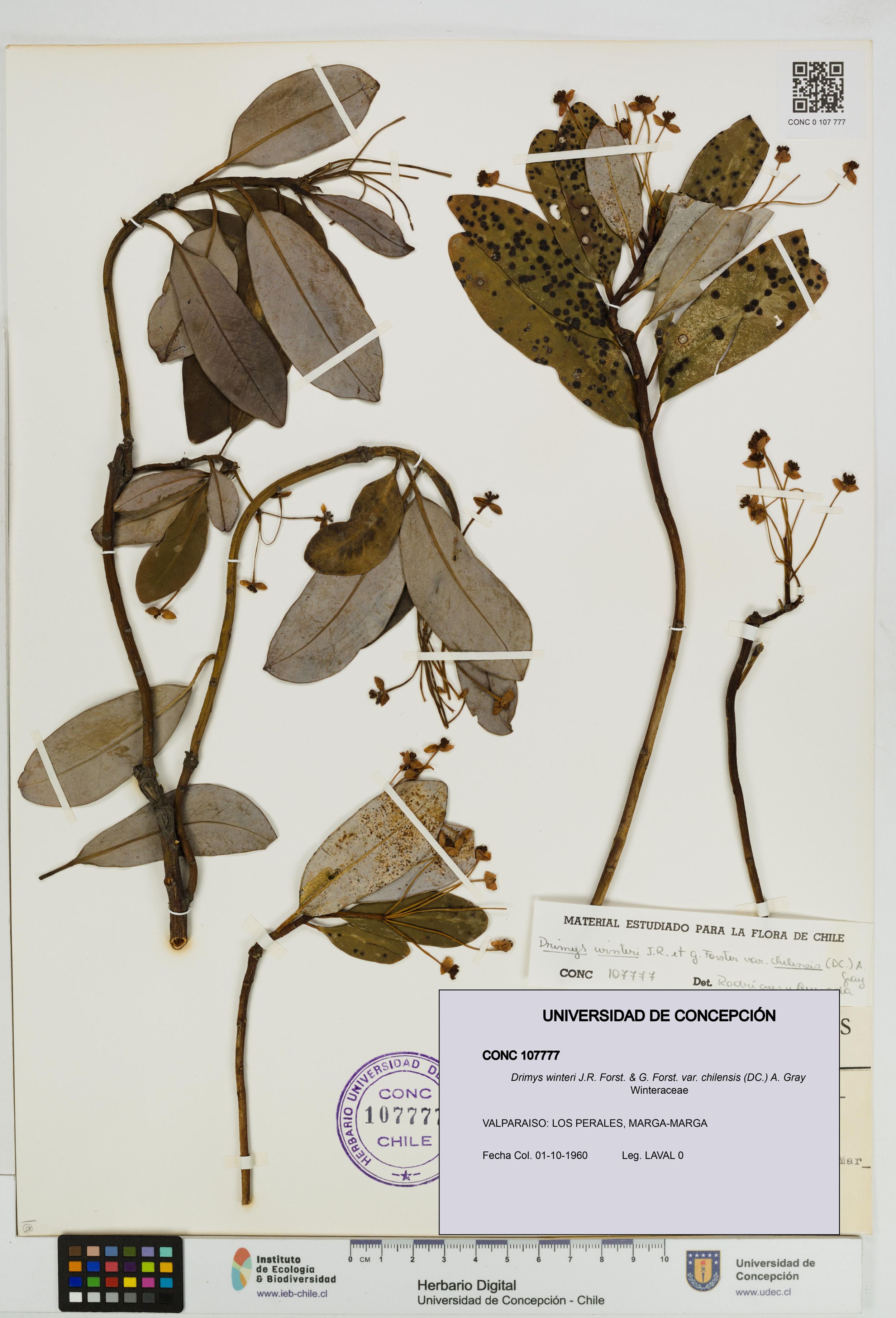 Drimys winteri var. chilensis [Espécimen: ]