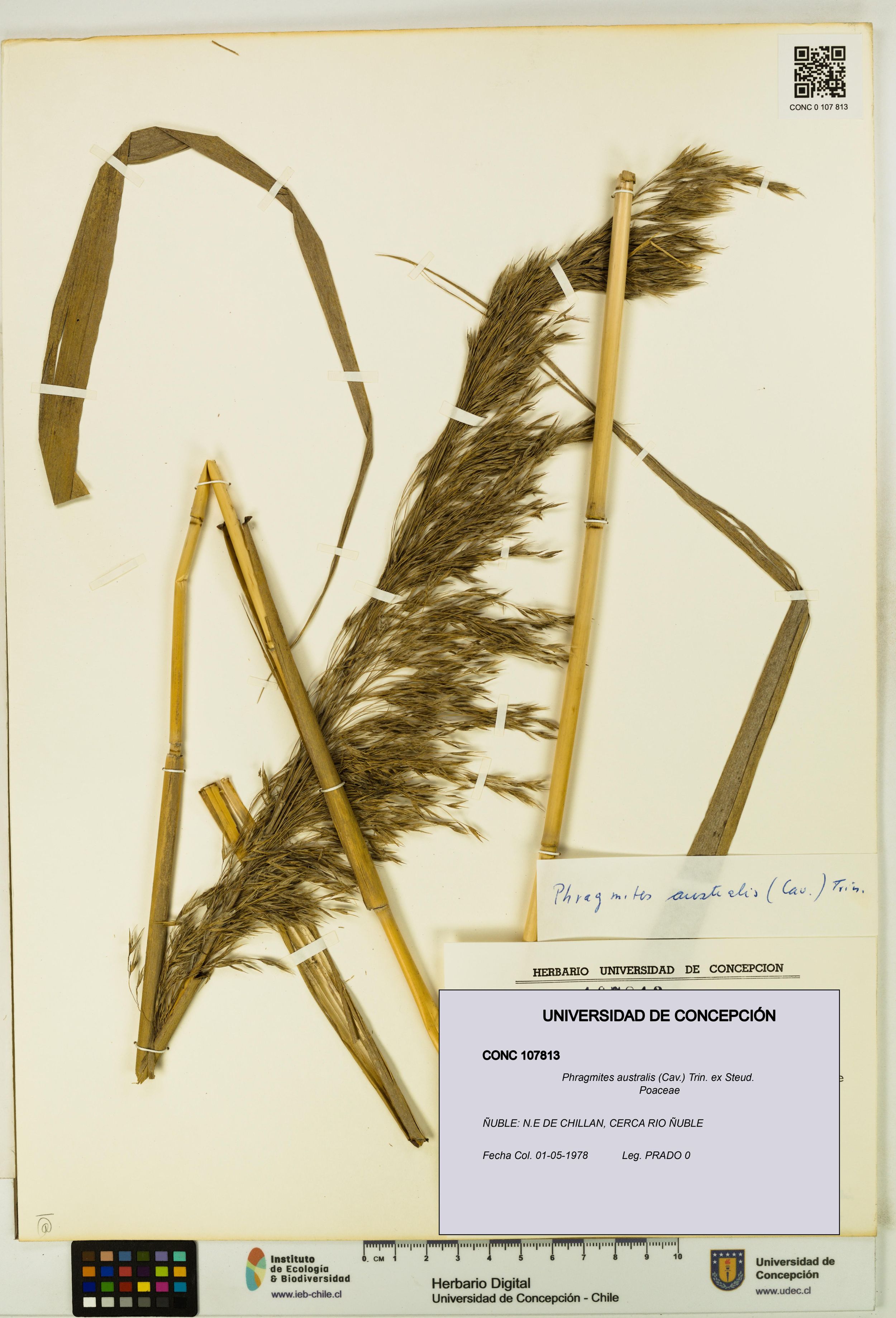 Phragmites australis [Espécimen: ]