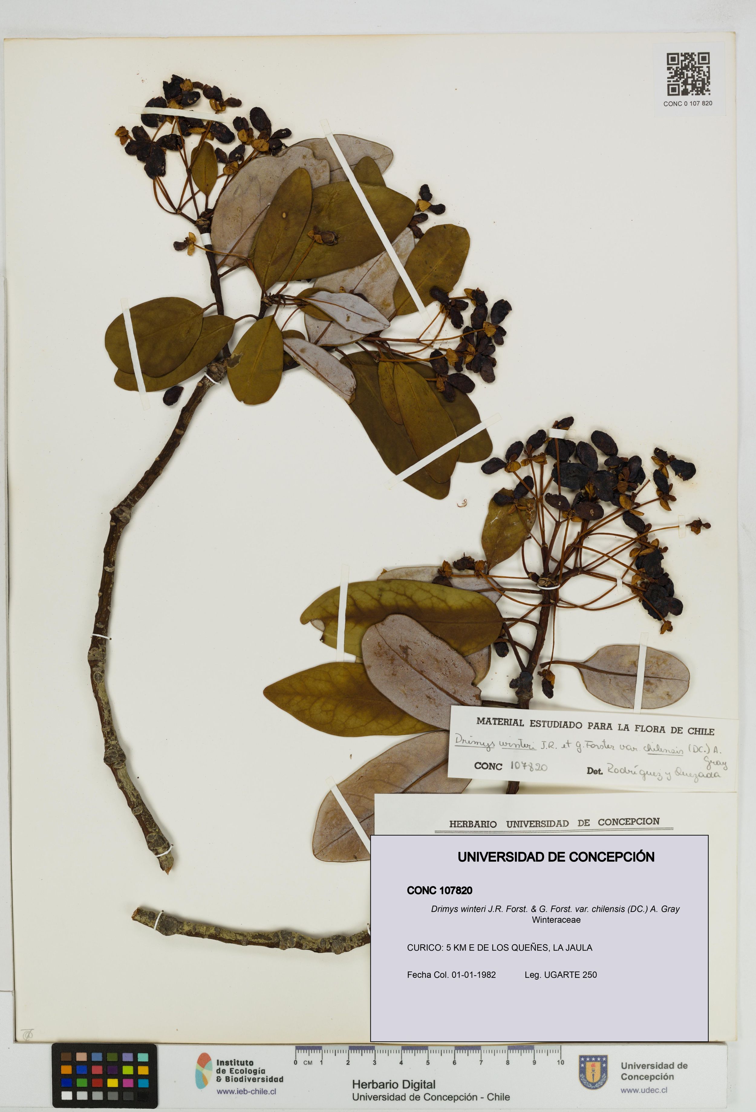 Drimys winteri var. chilensis [Espécimen: ]