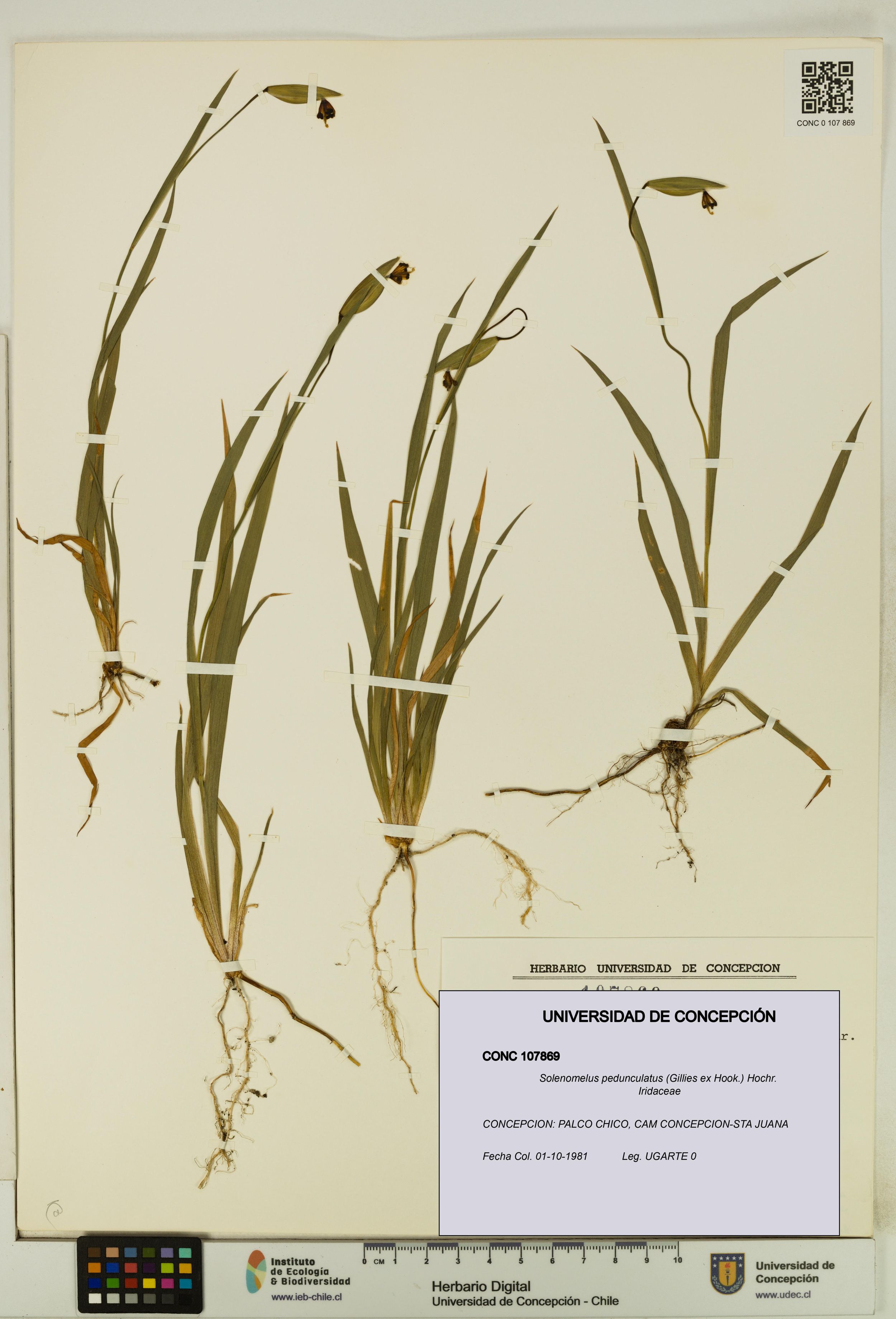 Solenomelus pedunculatus [Espécimen: ]