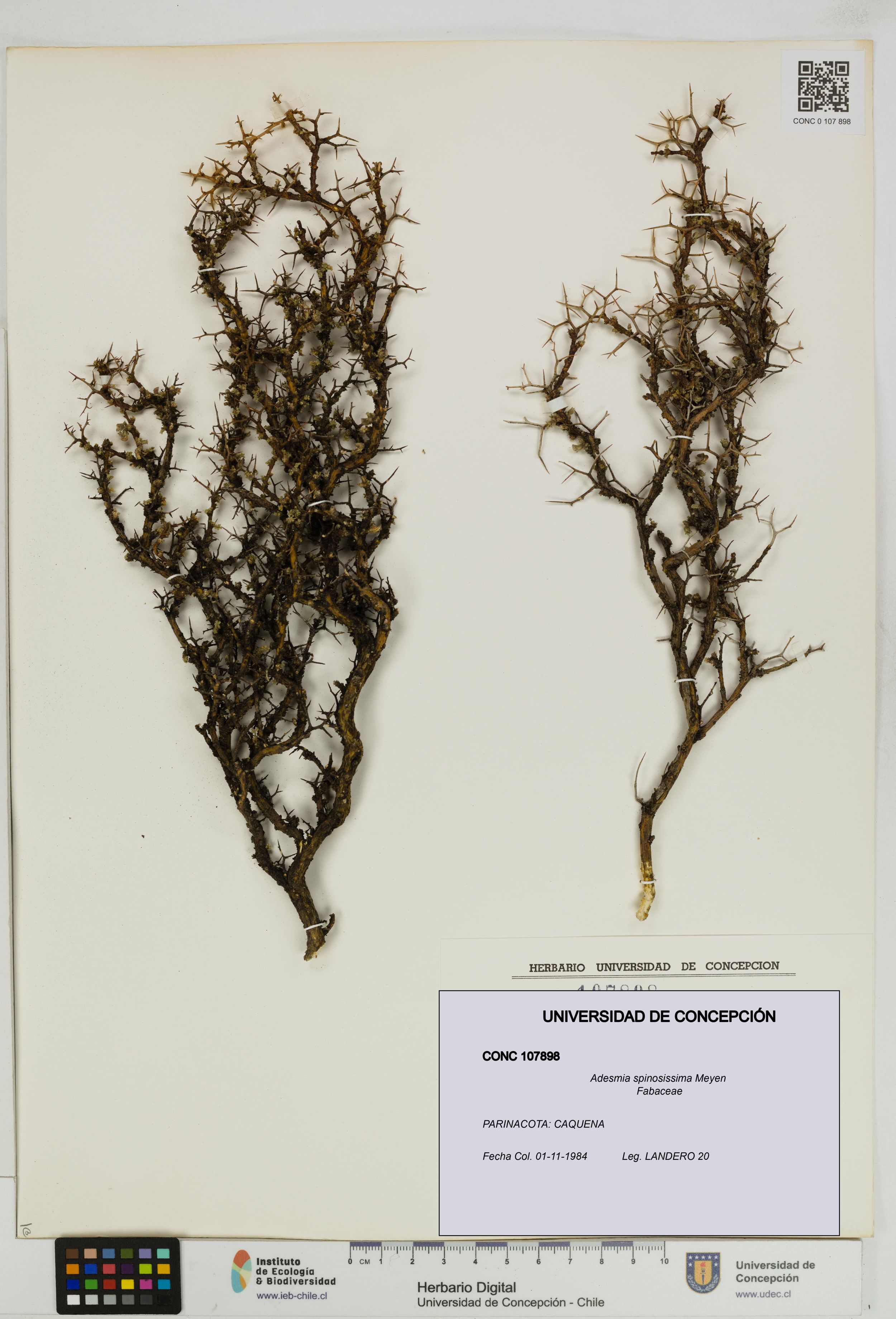 Adesmia spinosissima [Espécimen: ]