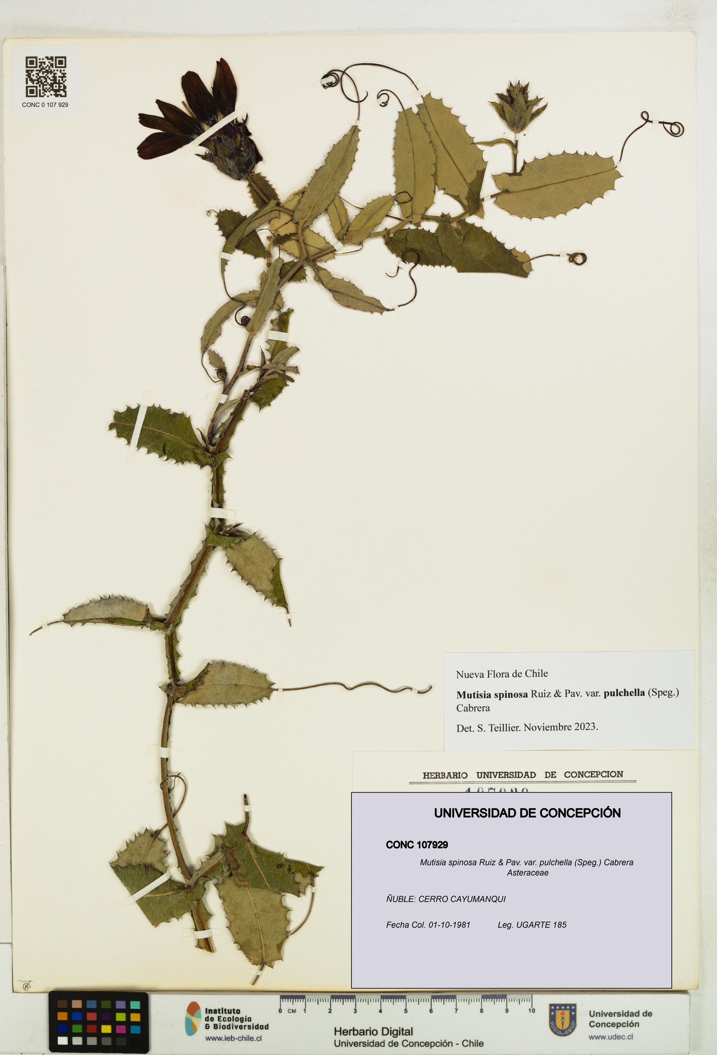 Mutisia spinosa var. pulchella [Espécimen: ]