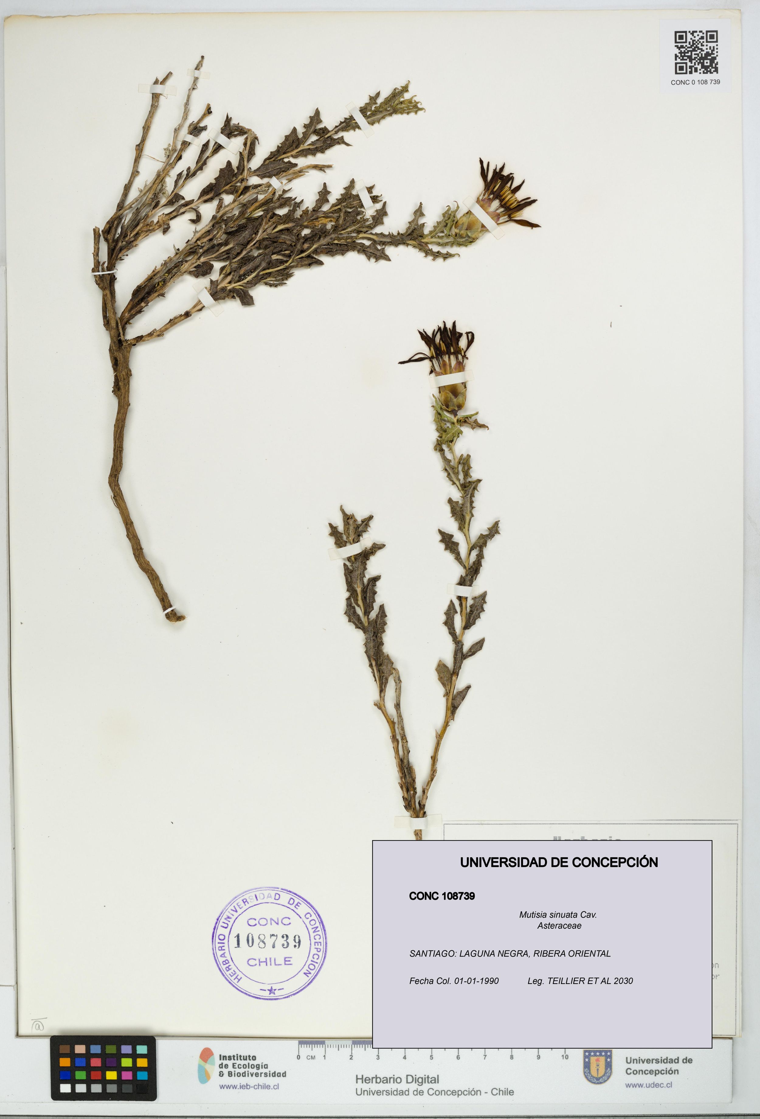 Mutisia sinuata [Espécimen: ]