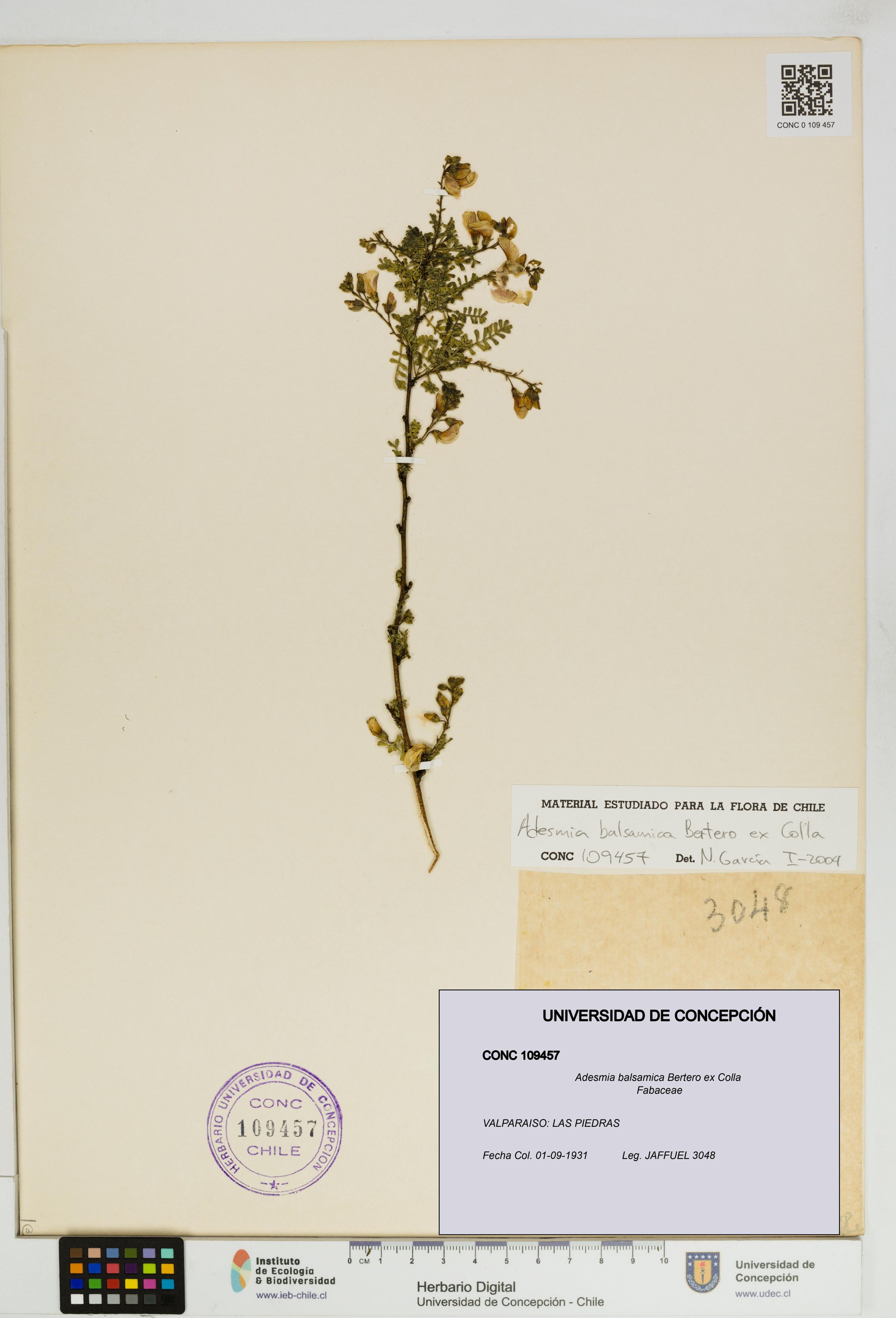Adesmia balsamica [Espécimen: ]