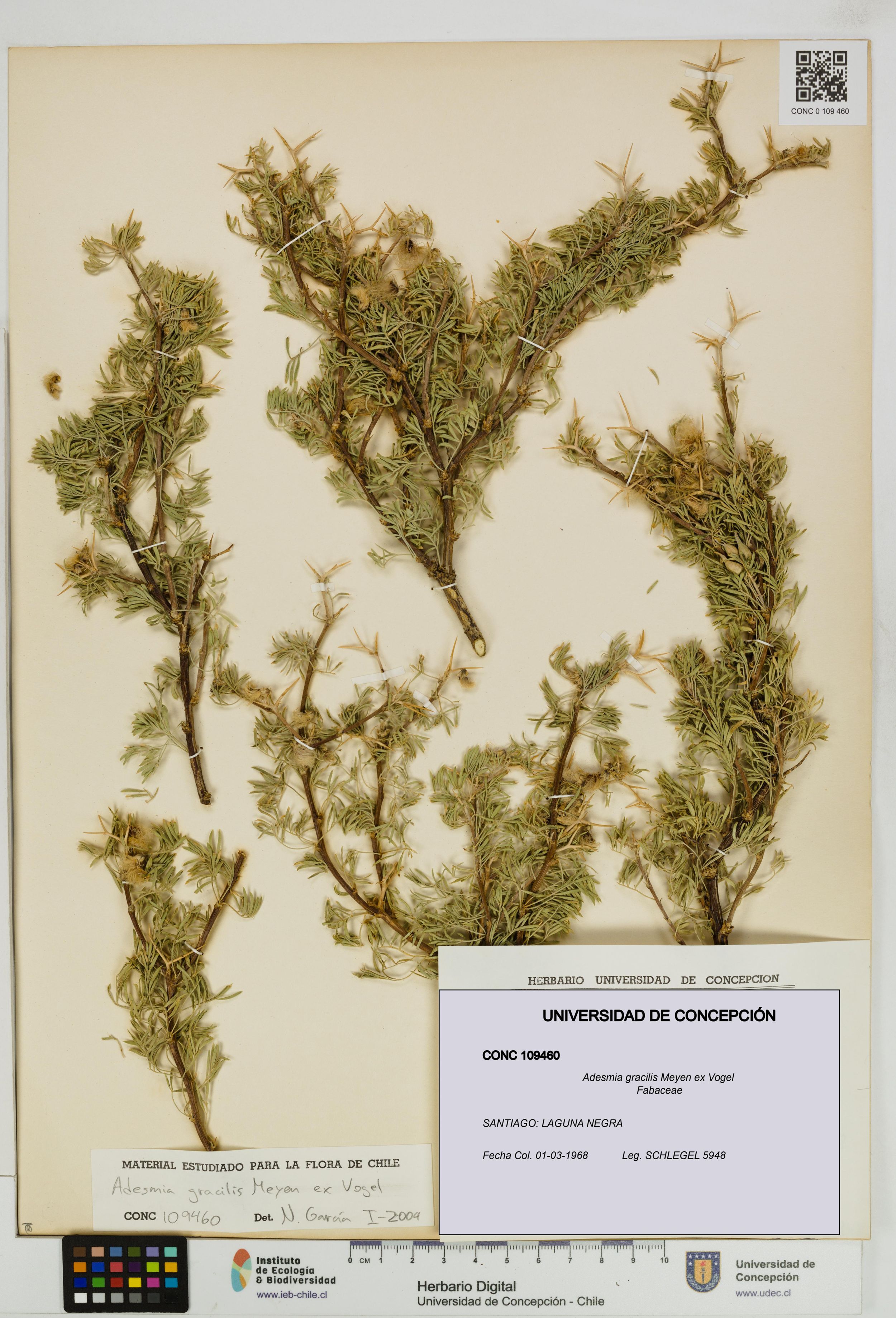 Adesmia gracilis [Espécimen: ]