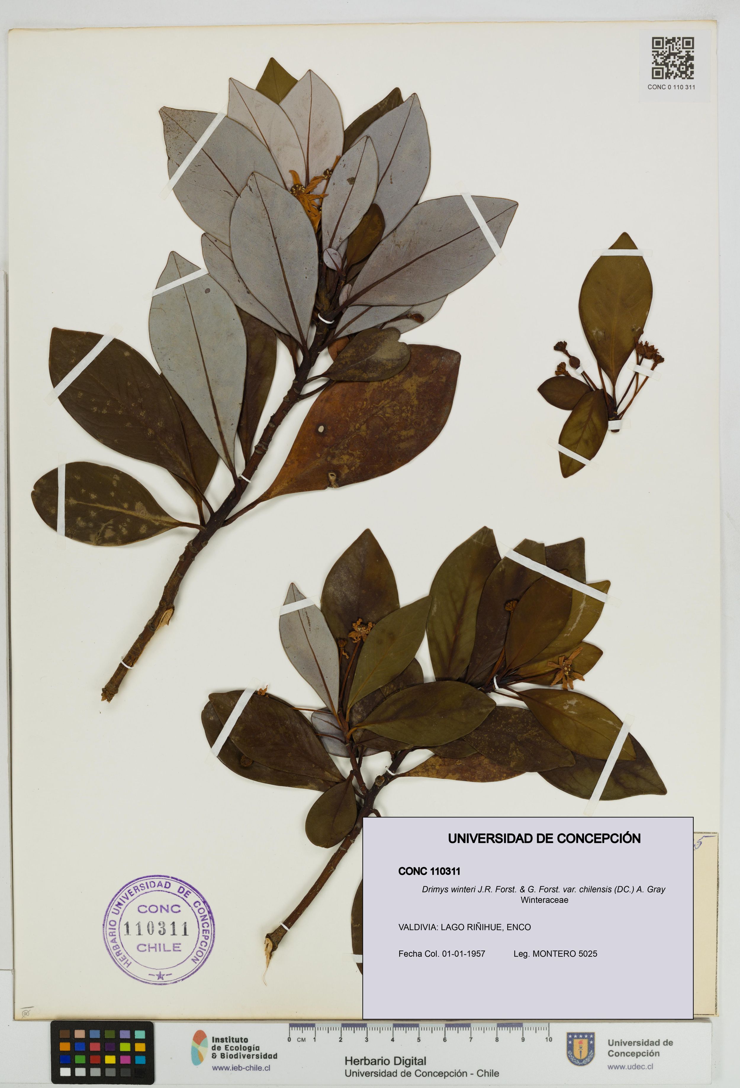 Drimys winteri var. chilensis [Espécimen: ]