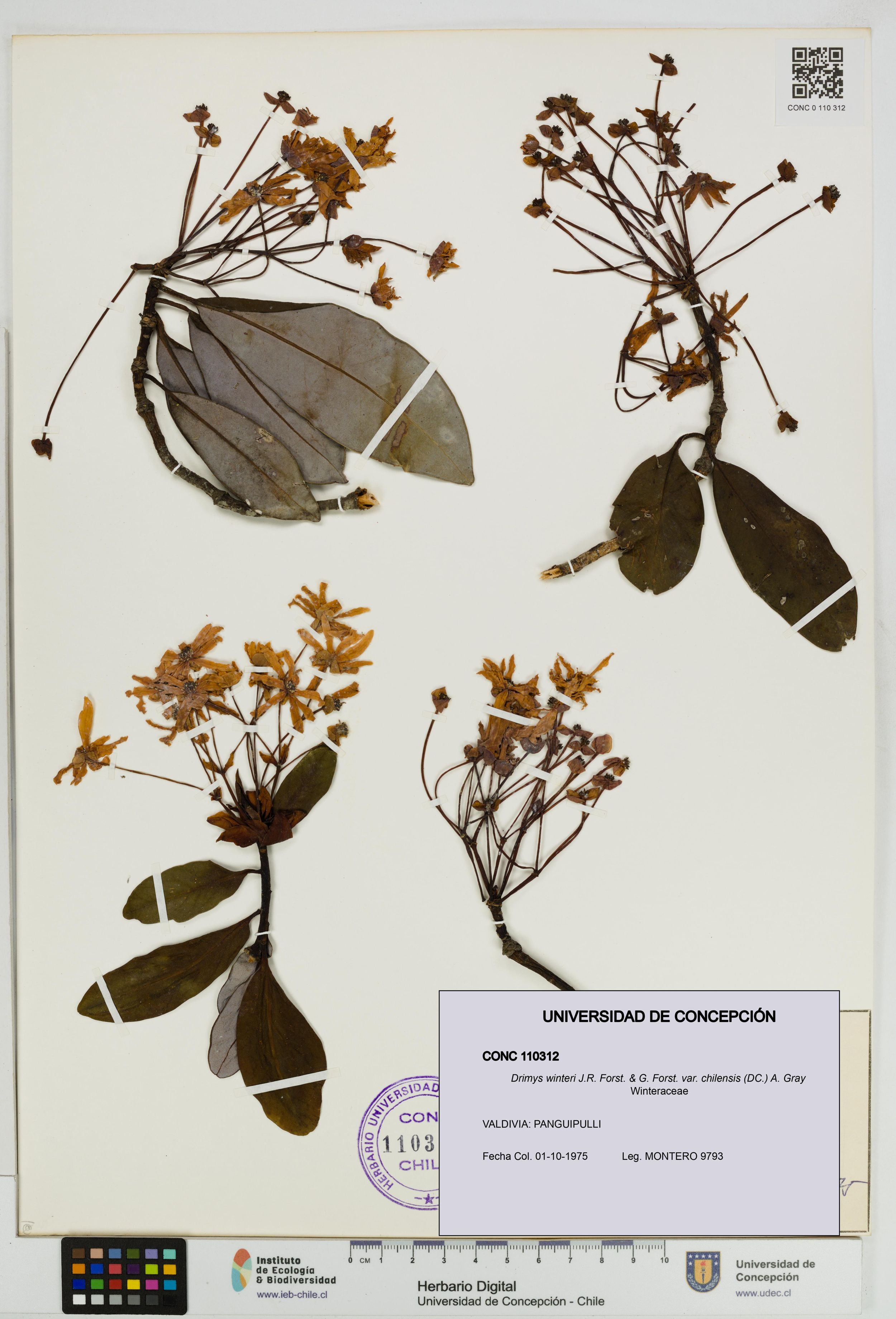 Drimys winteri var. chilensis [Espécimen: ]