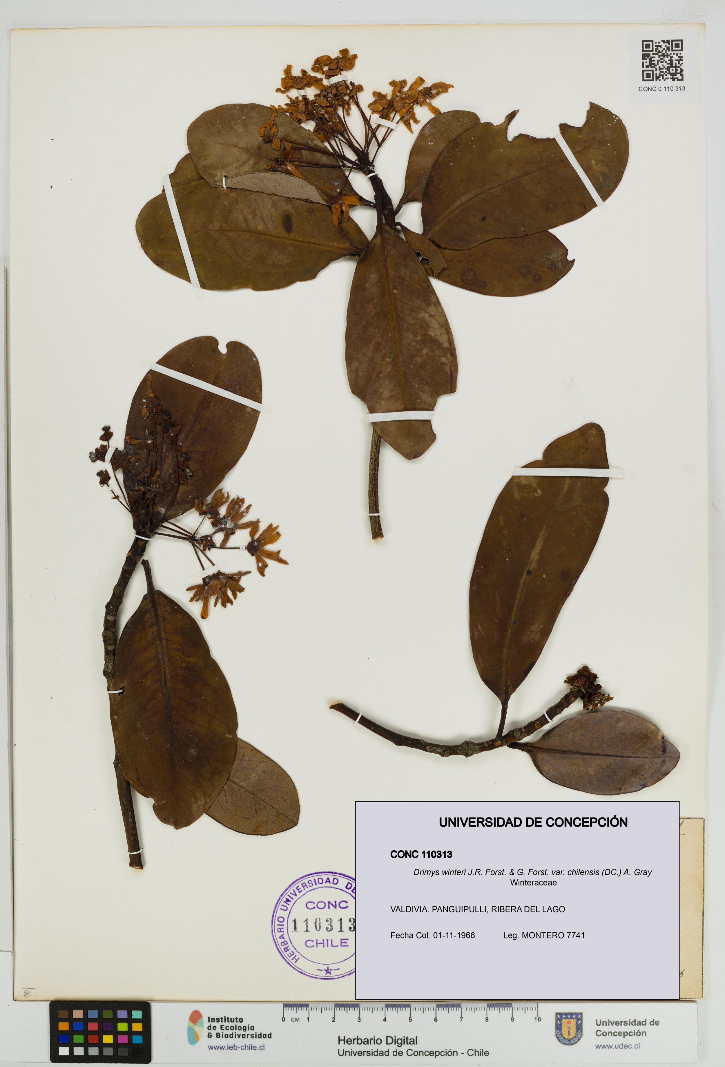 Drimys winteri var. chilensis [Espécimen: ]