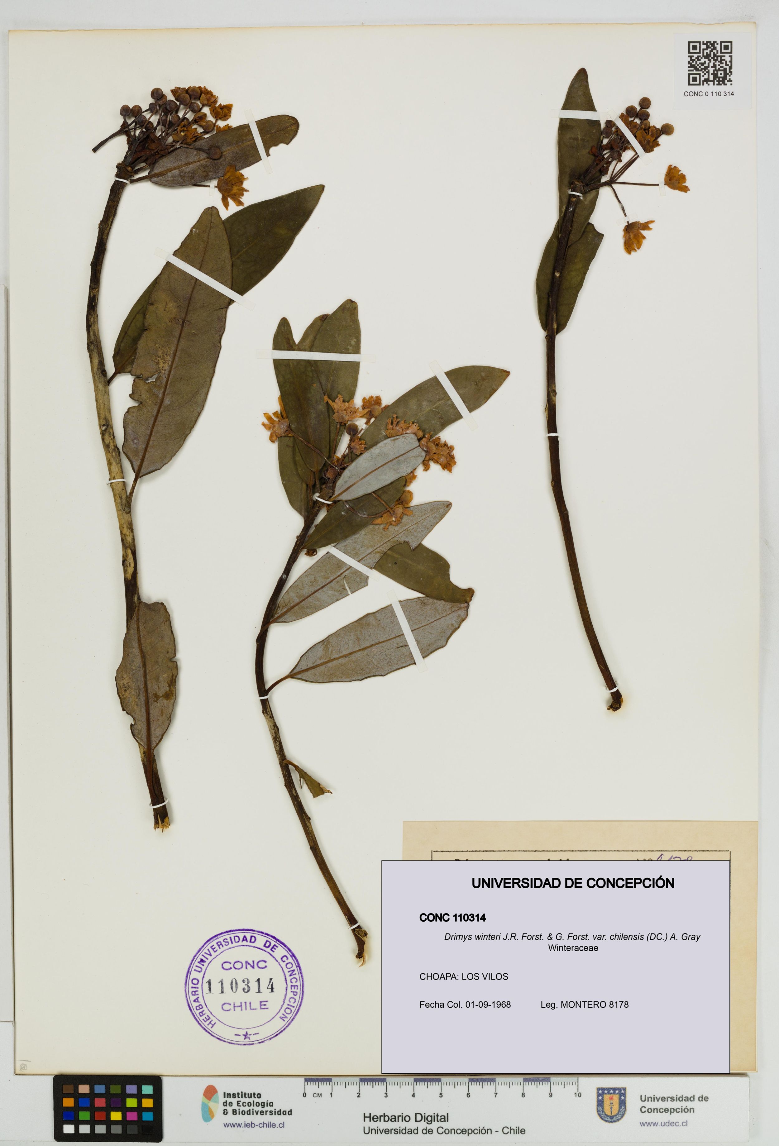 Drimys winteri var. chilensis [Espécimen: ]