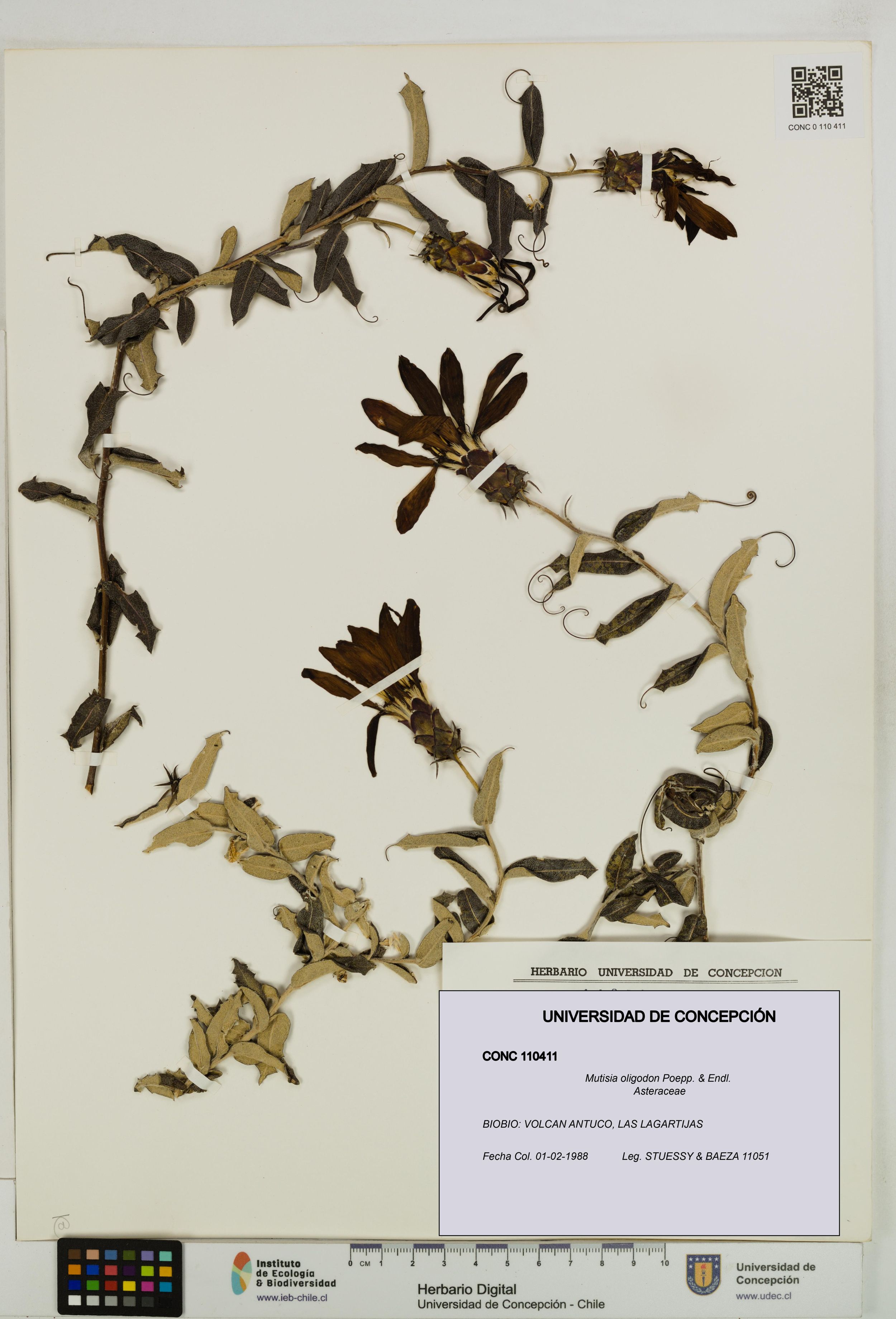 Mutisia oligodon [Espécimen: ]