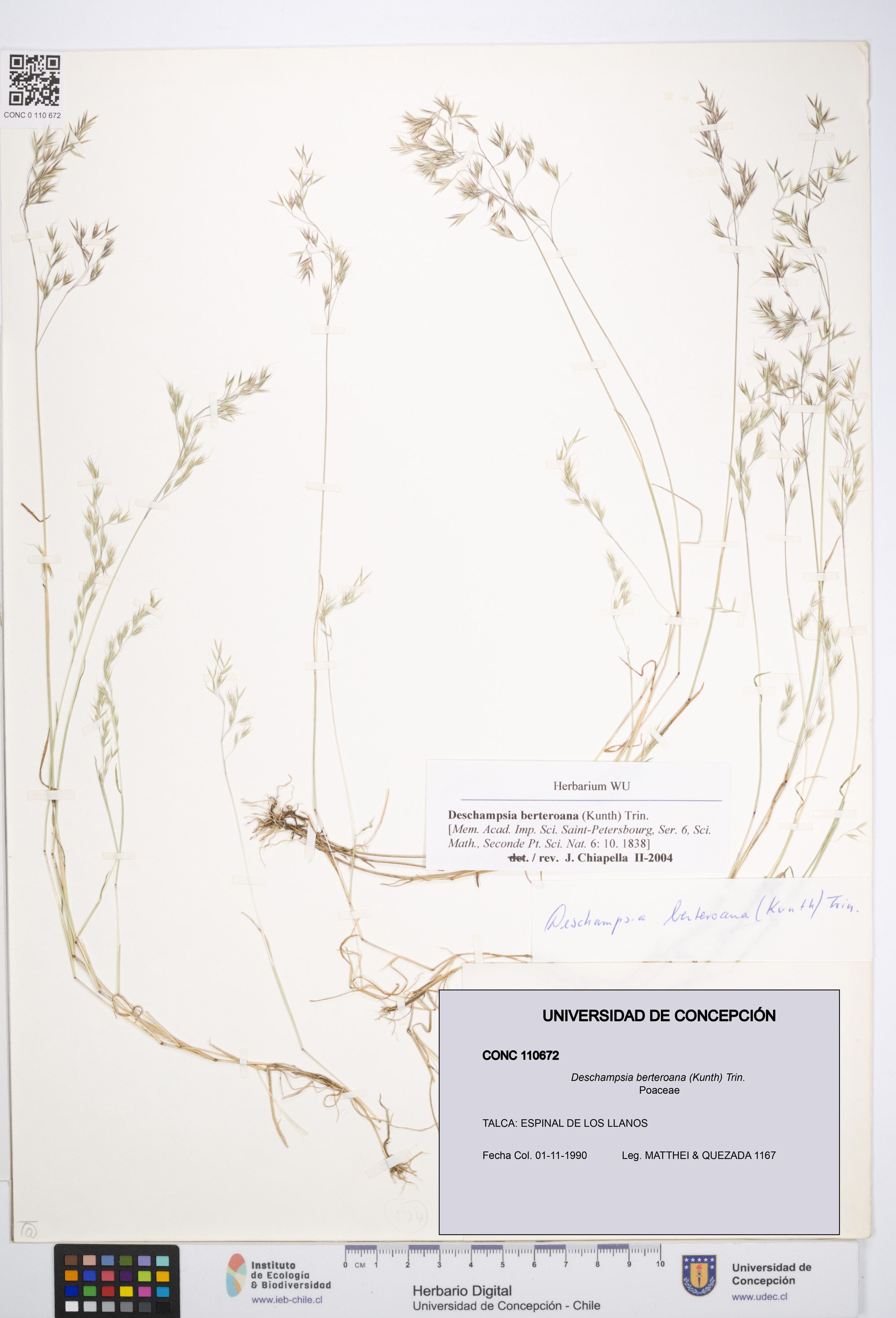 Deschampsia berteroana [Espécimen: ]