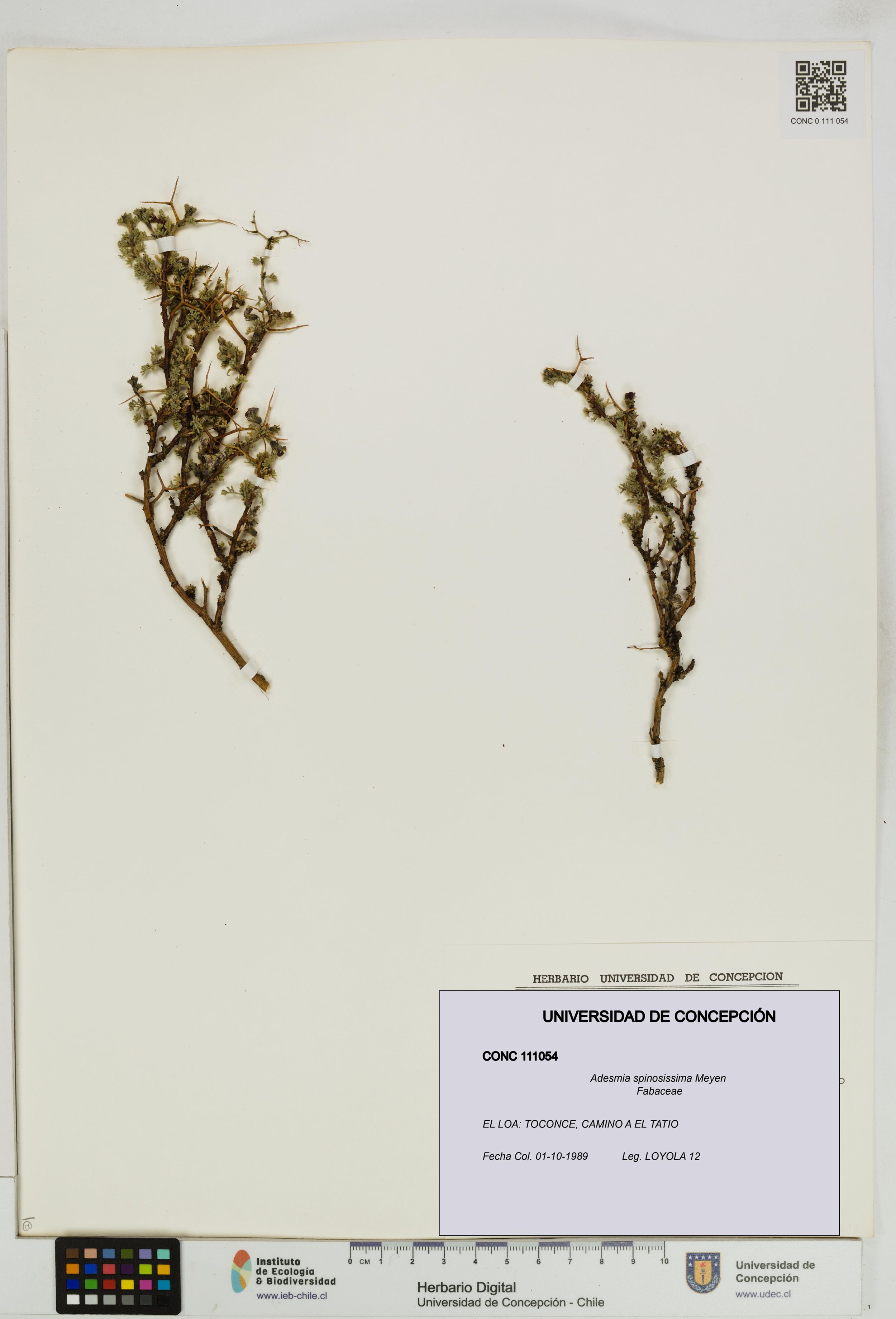 Adesmia spinosissima [Espécimen: ]