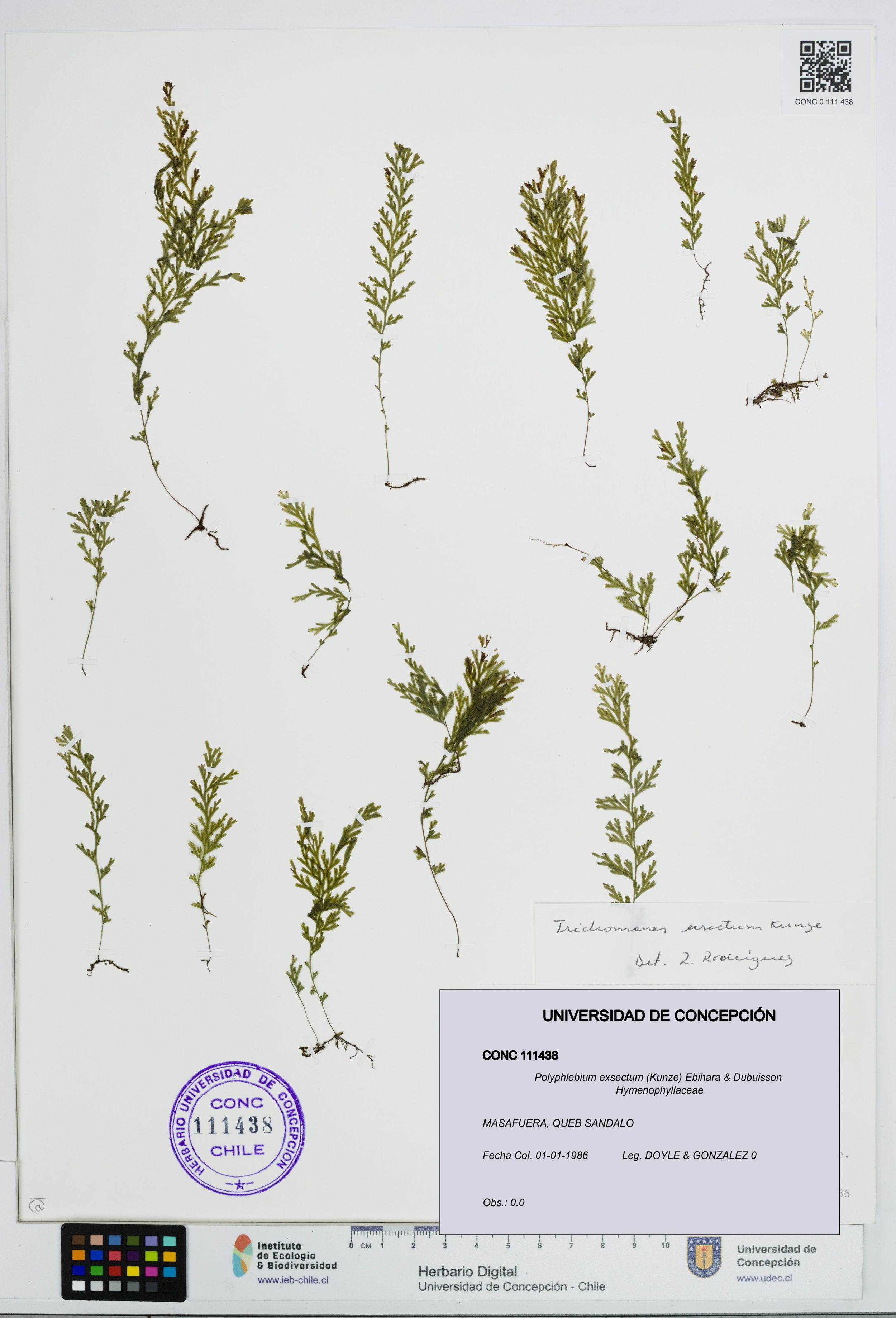 Polyphlebium exsectum [Espécimen: ]