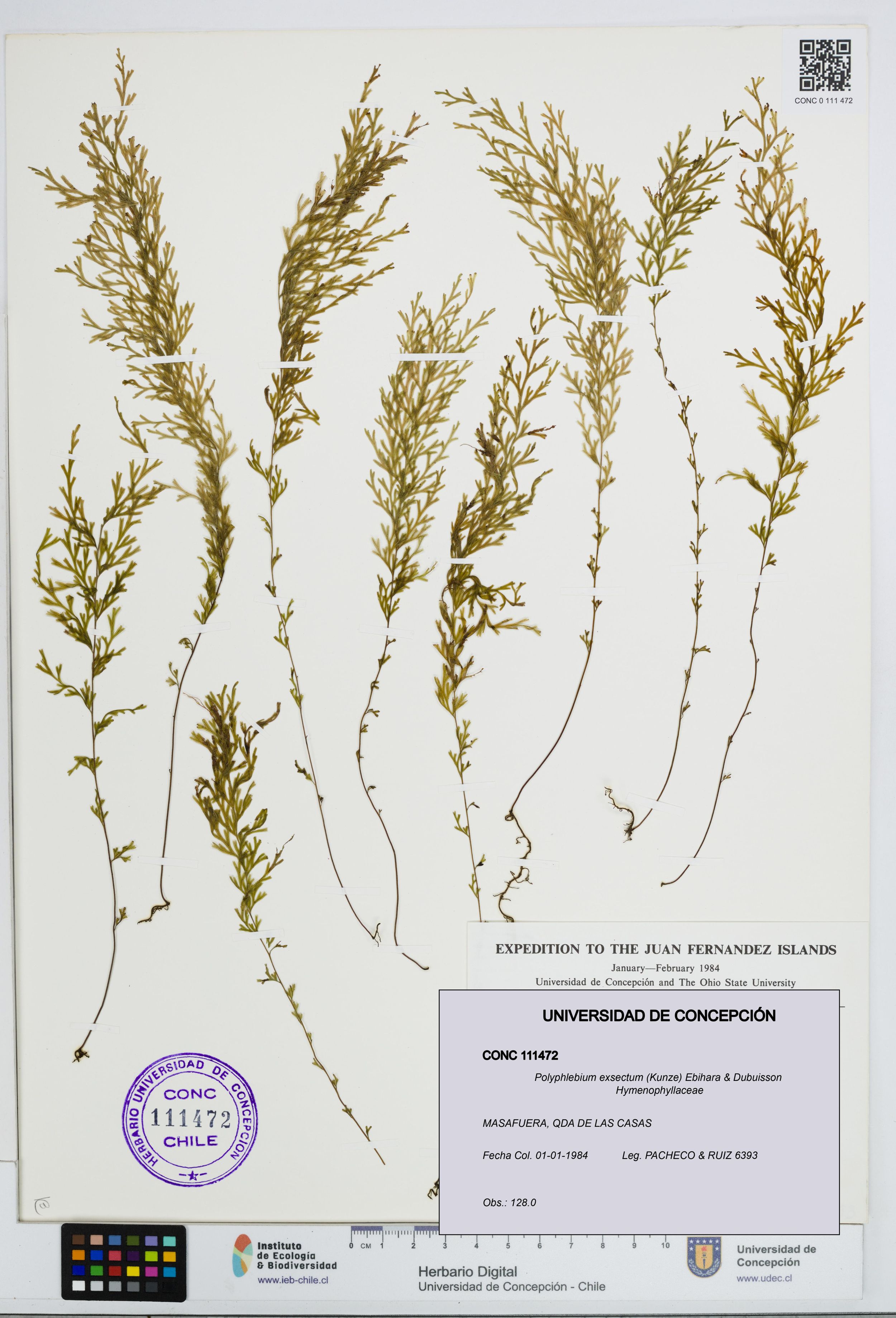 Polyphlebium exsectum [Espécimen: ]