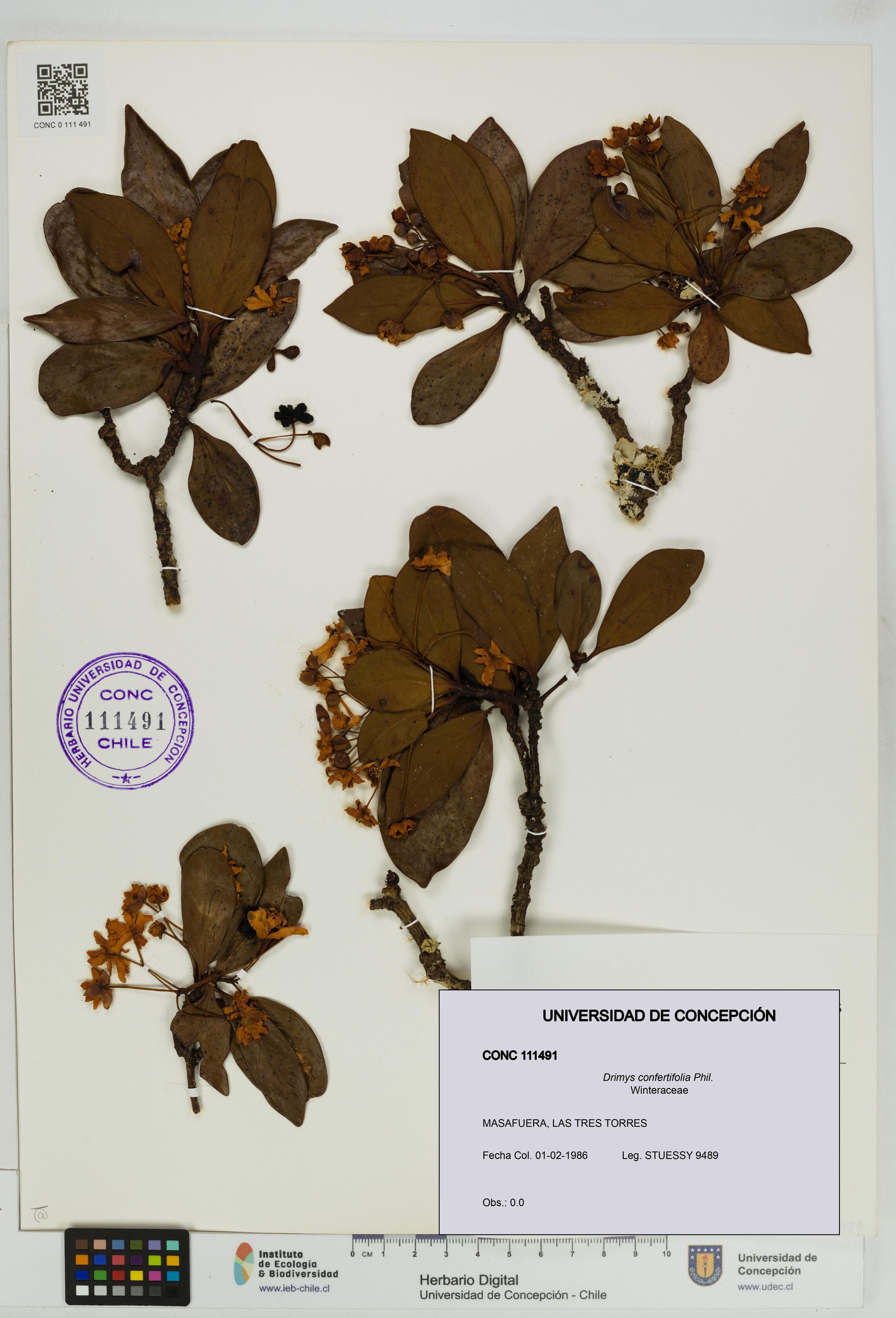 Drimys confertifolia [Espécimen: ]