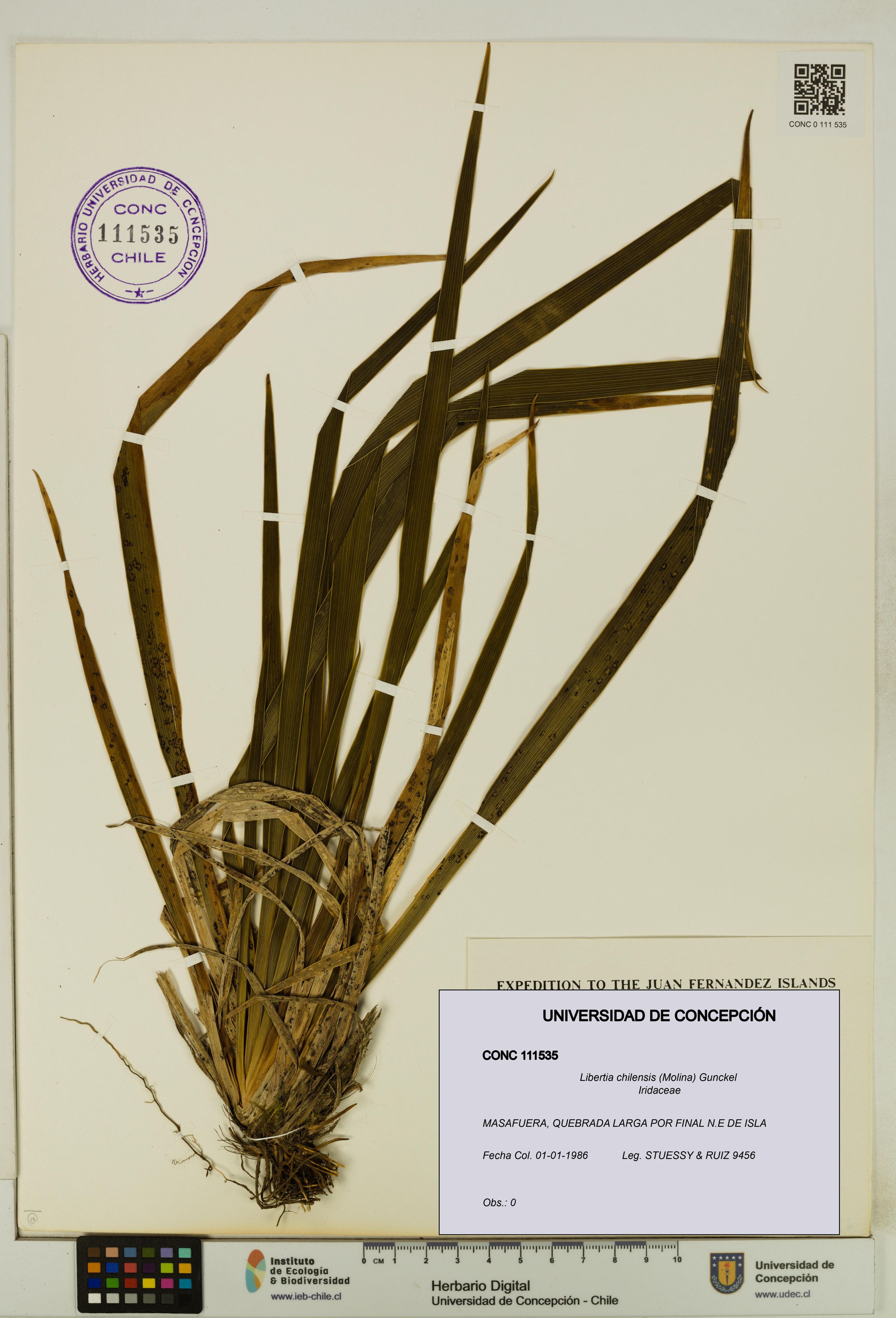 Libertia chilensis [Espécimen: ]