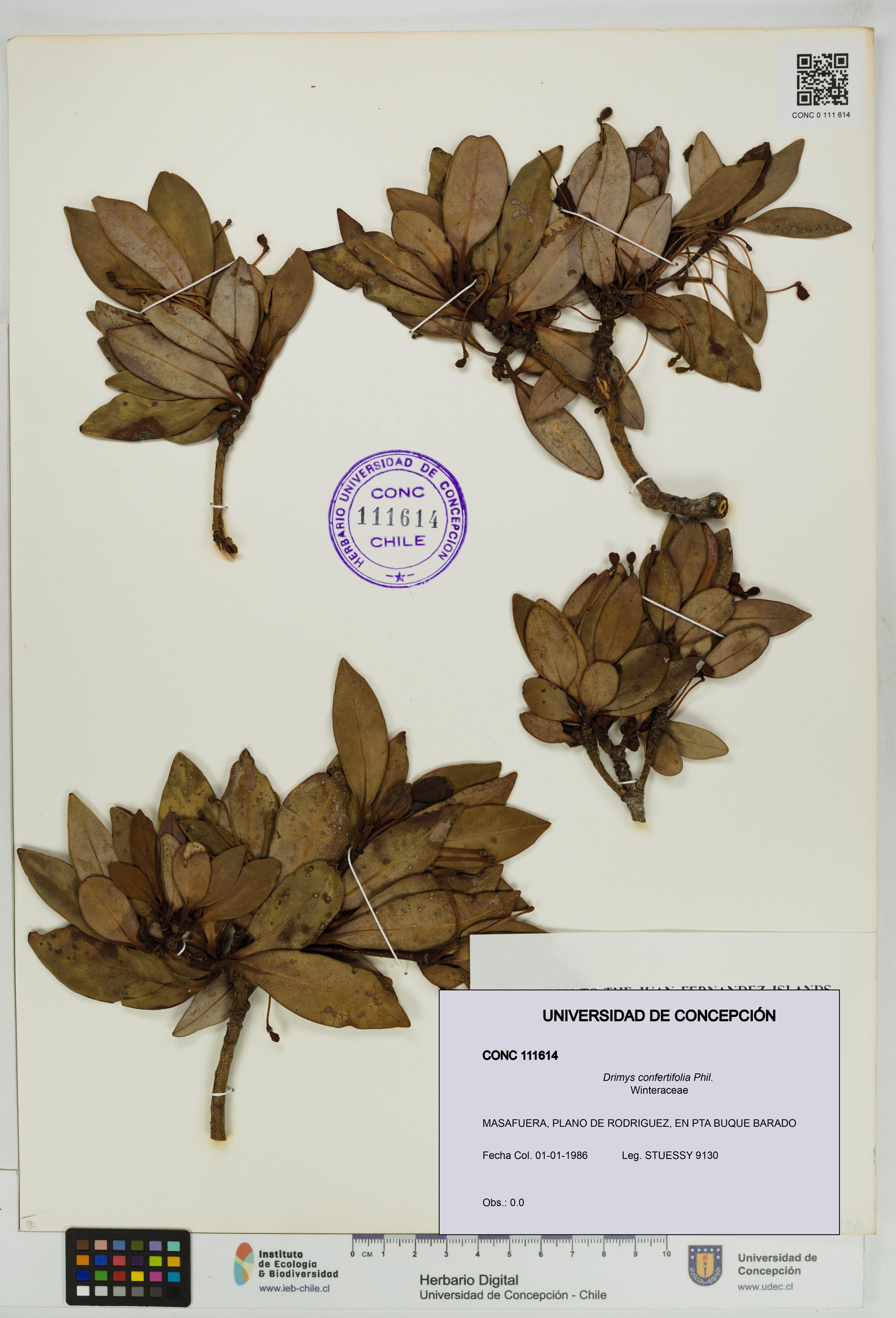 Drimys confertifolia [Espécimen: ]