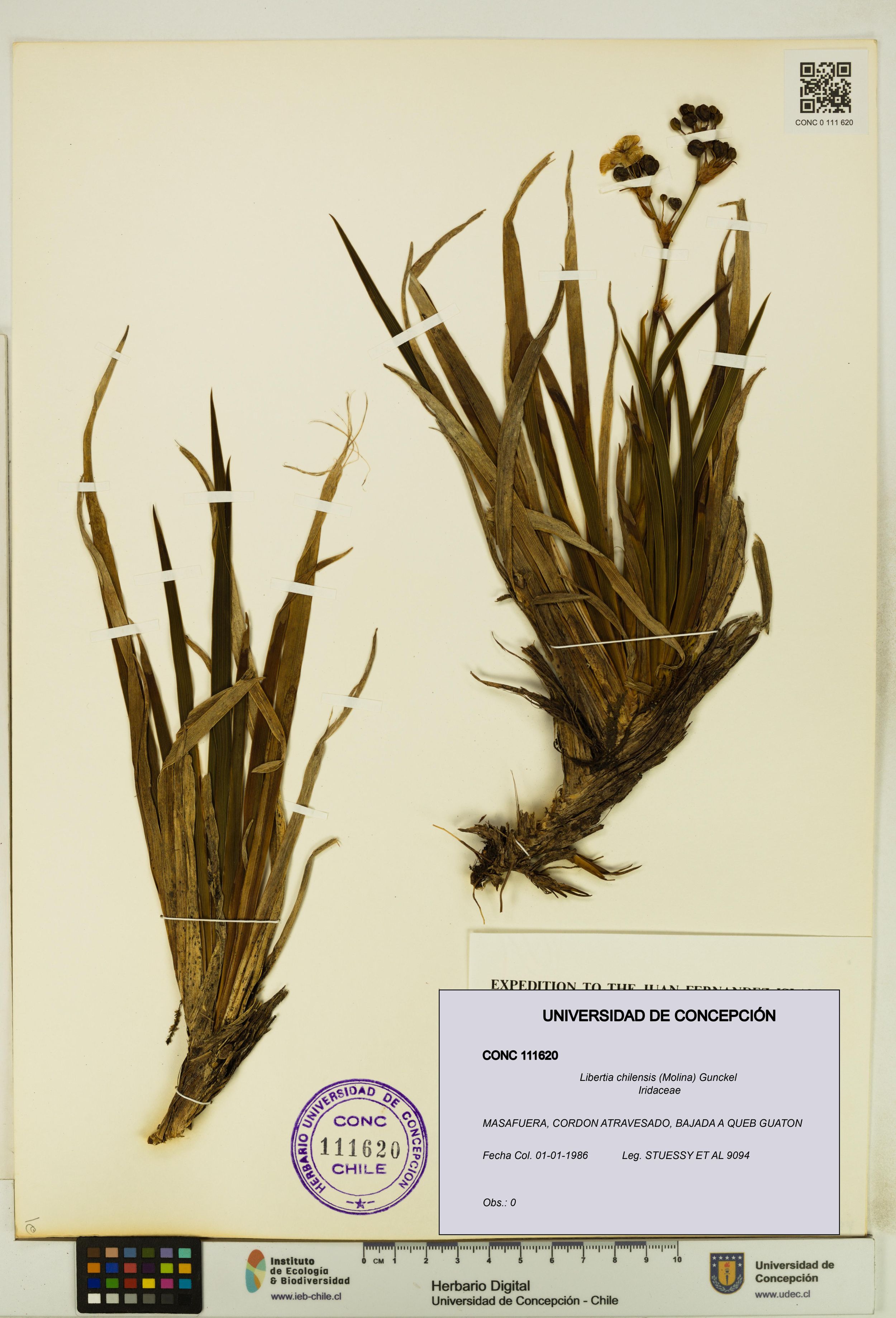 Libertia chilensis [Espécimen: ]