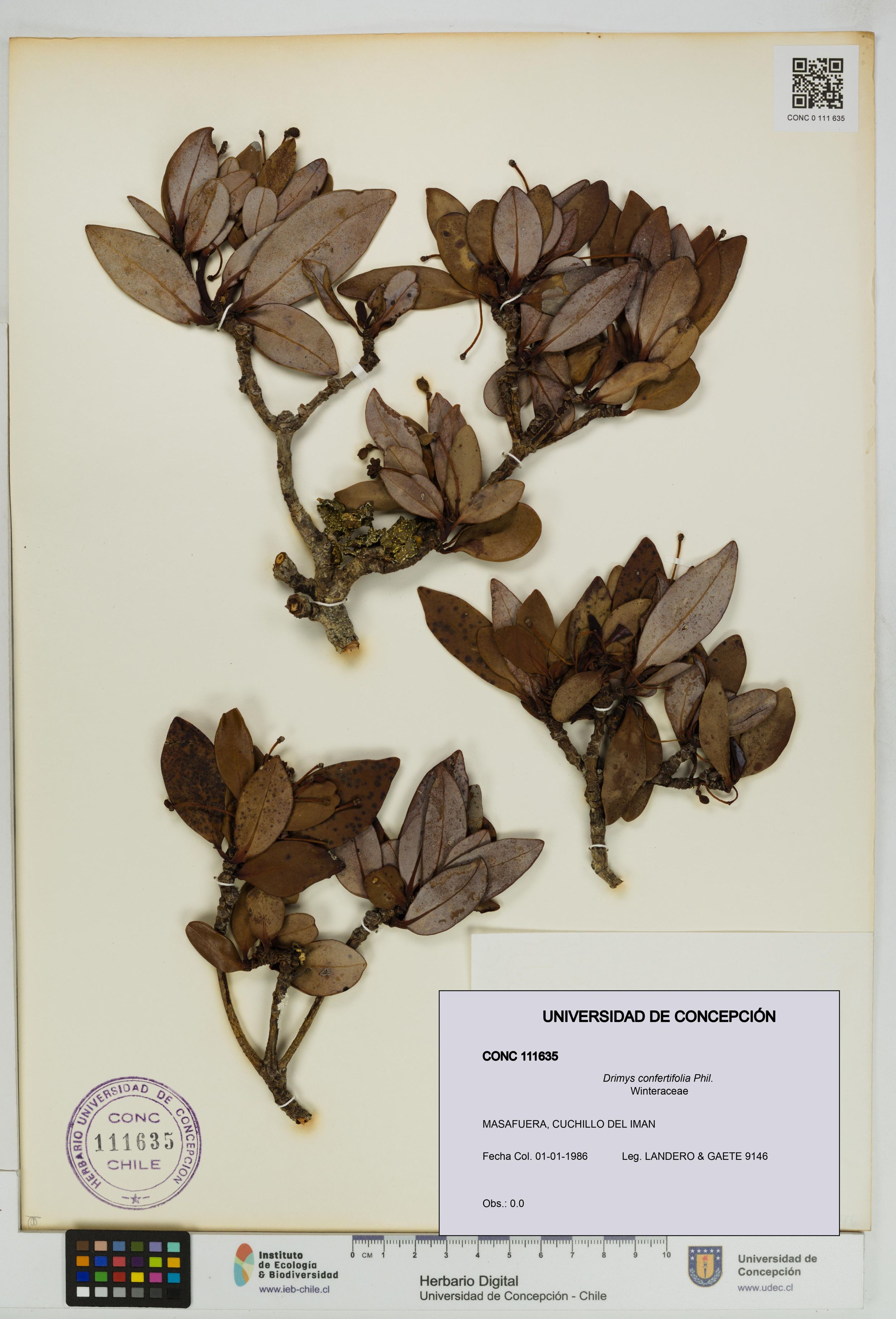 Drimys confertifolia [Espécimen: ]