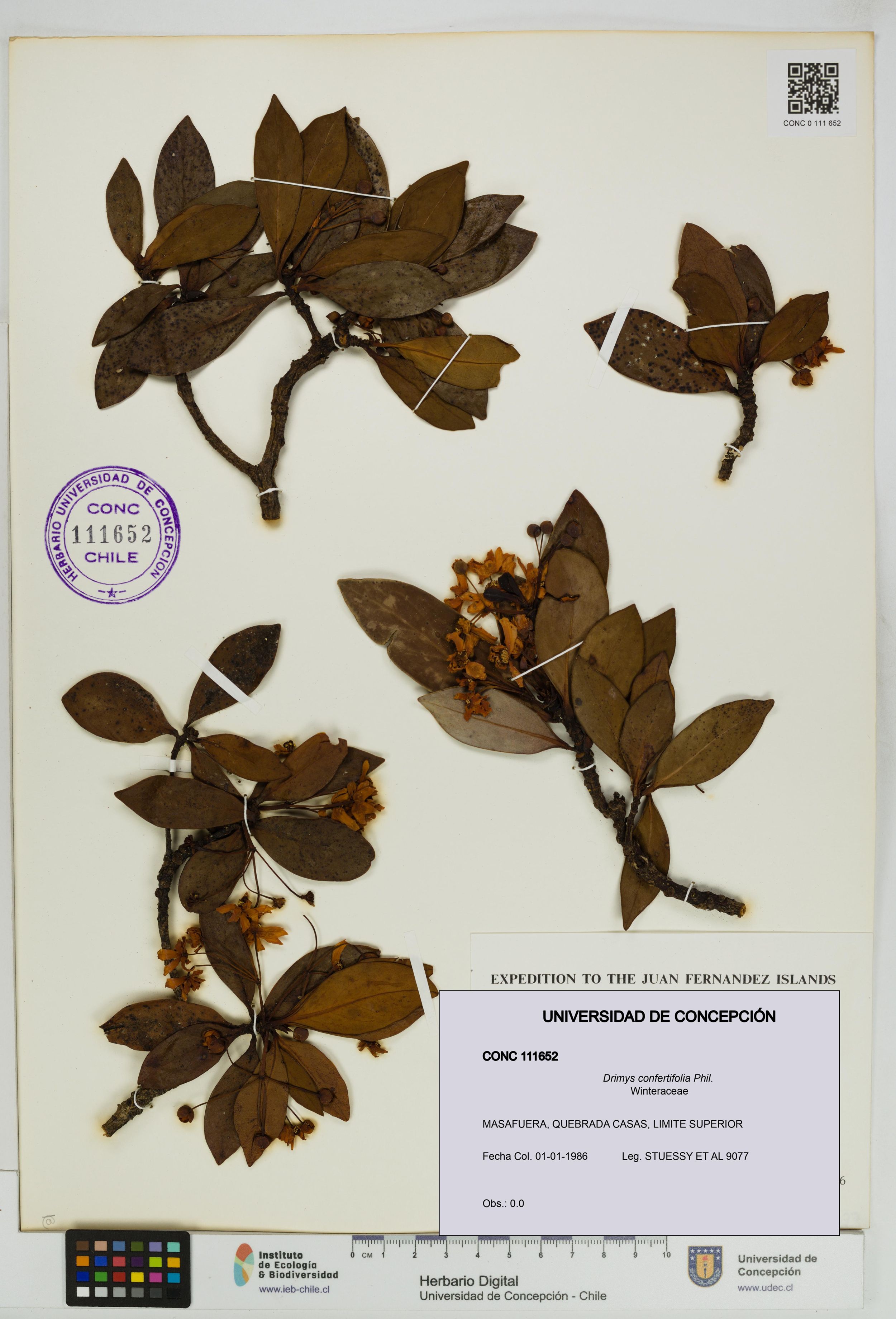 Drimys confertifolia [Espécimen: ]