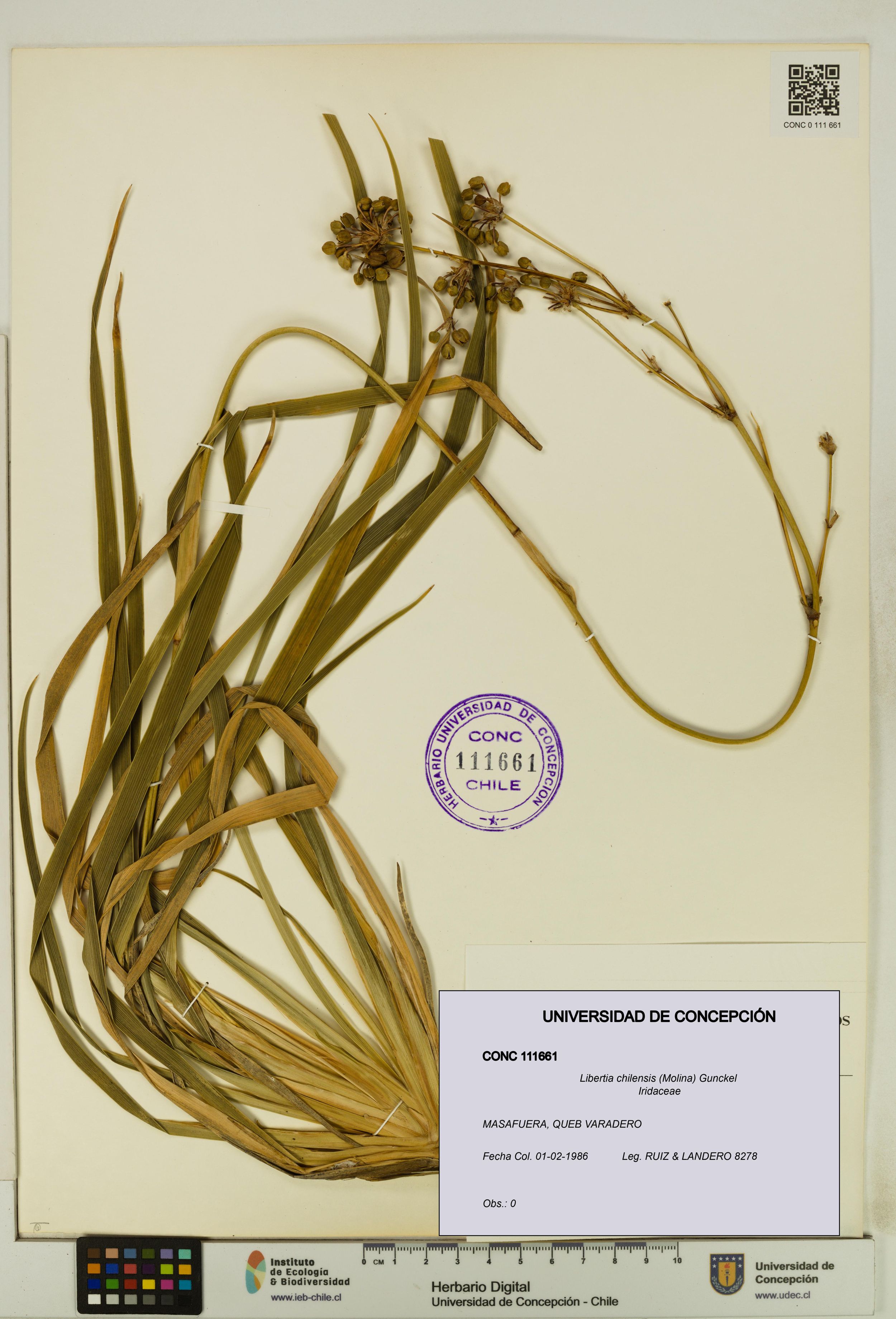 Libertia chilensis [Espécimen: ]