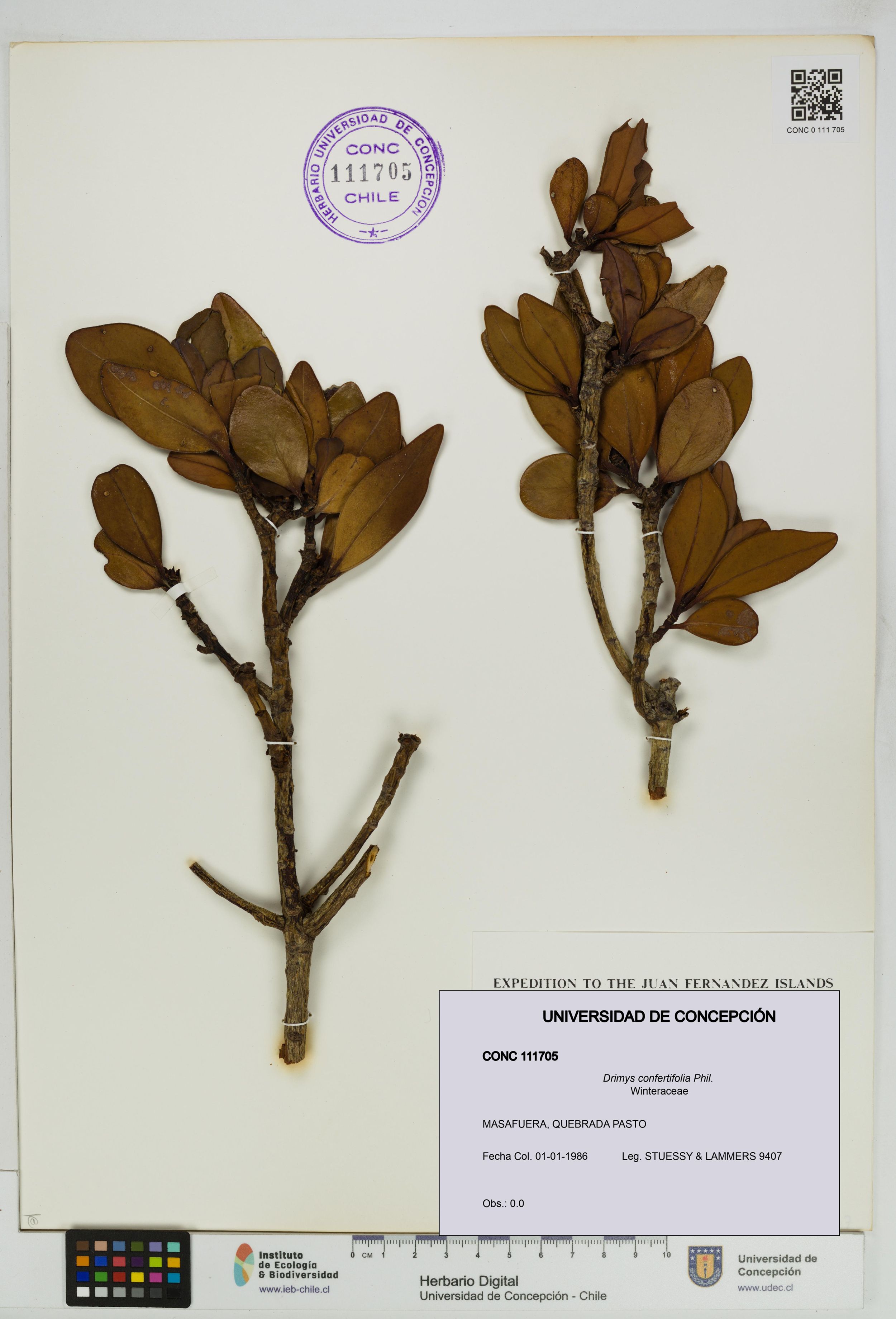 Drimys confertifolia [Espécimen: ]
