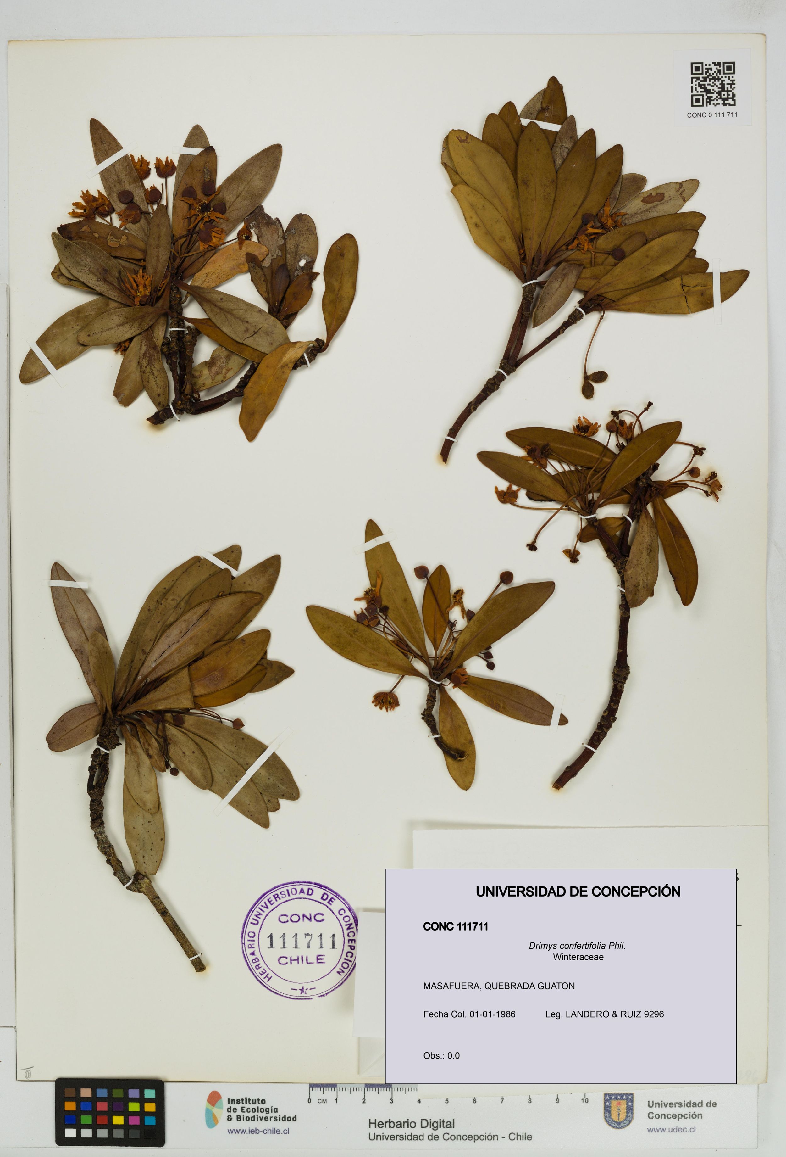 Drimys confertifolia [Espécimen: ]