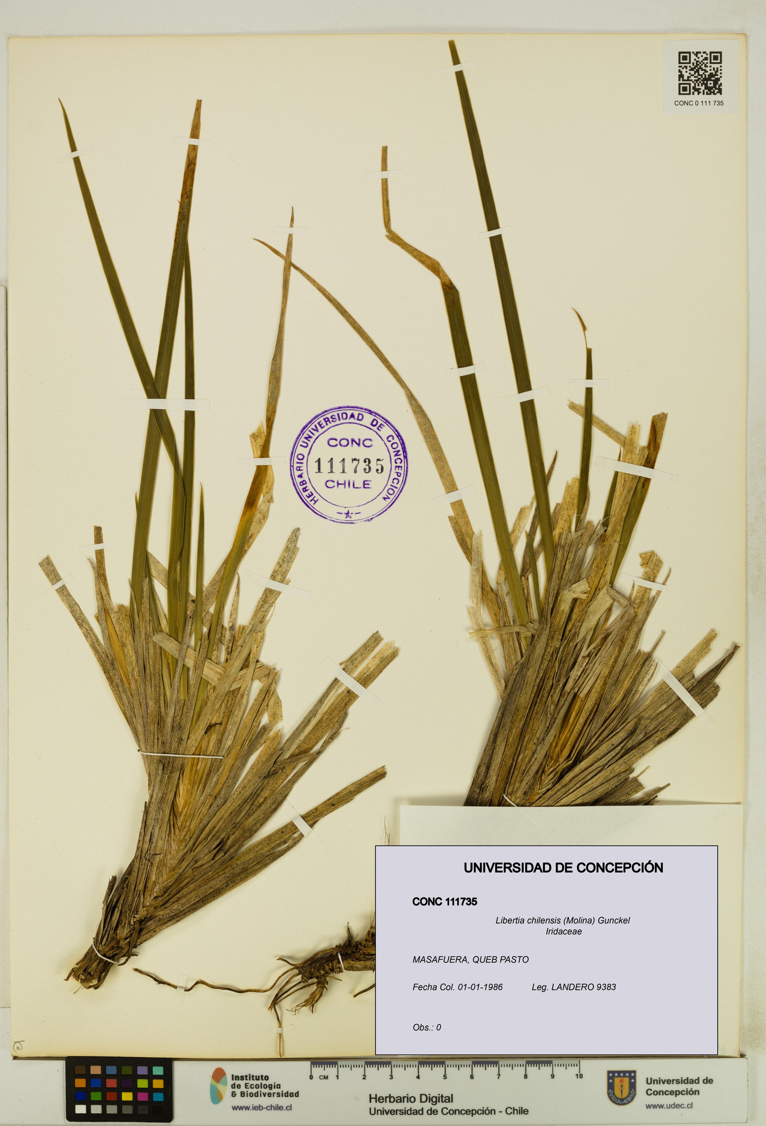 Libertia chilensis [Espécimen: ]
