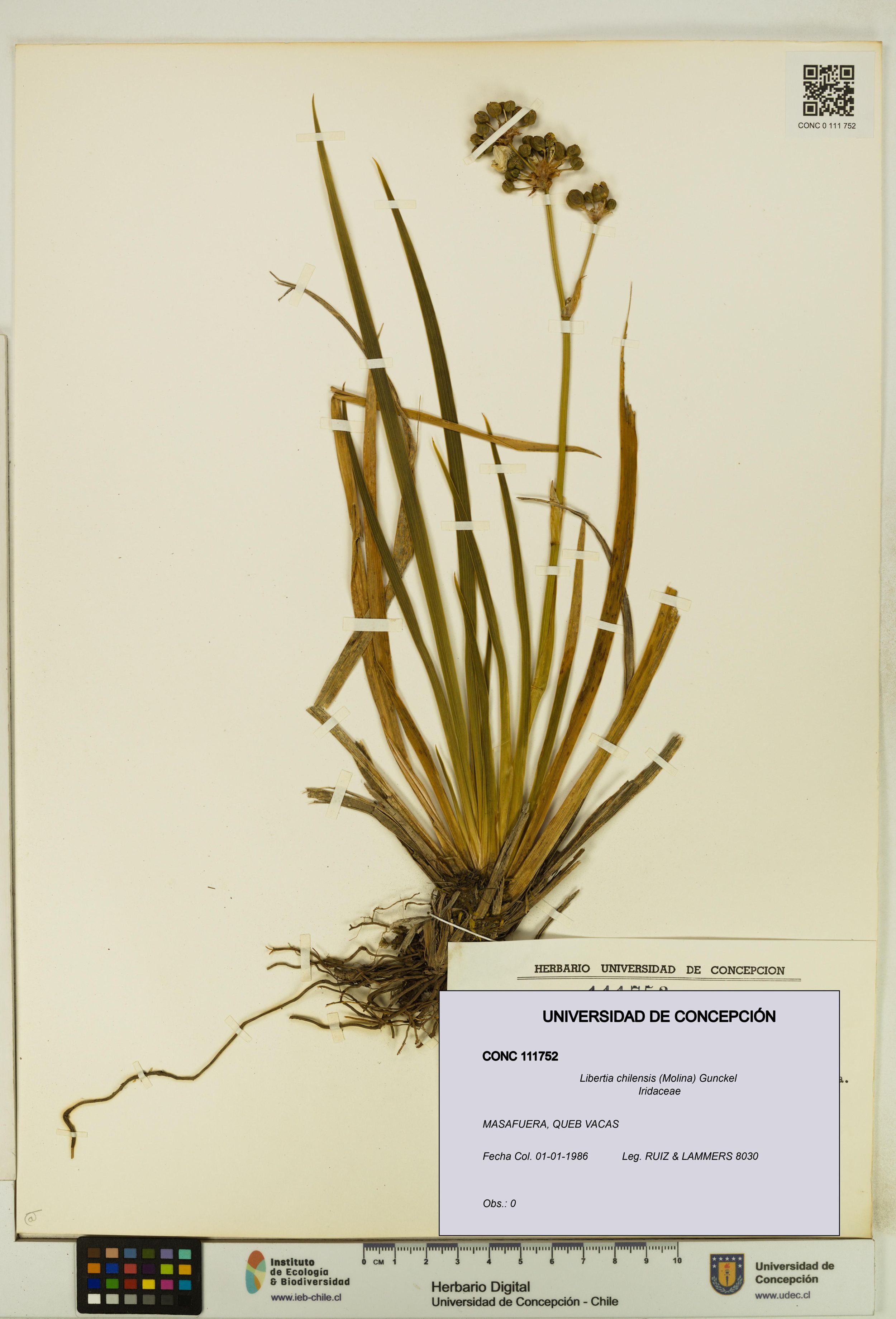 Libertia chilensis [Espécimen: ]
