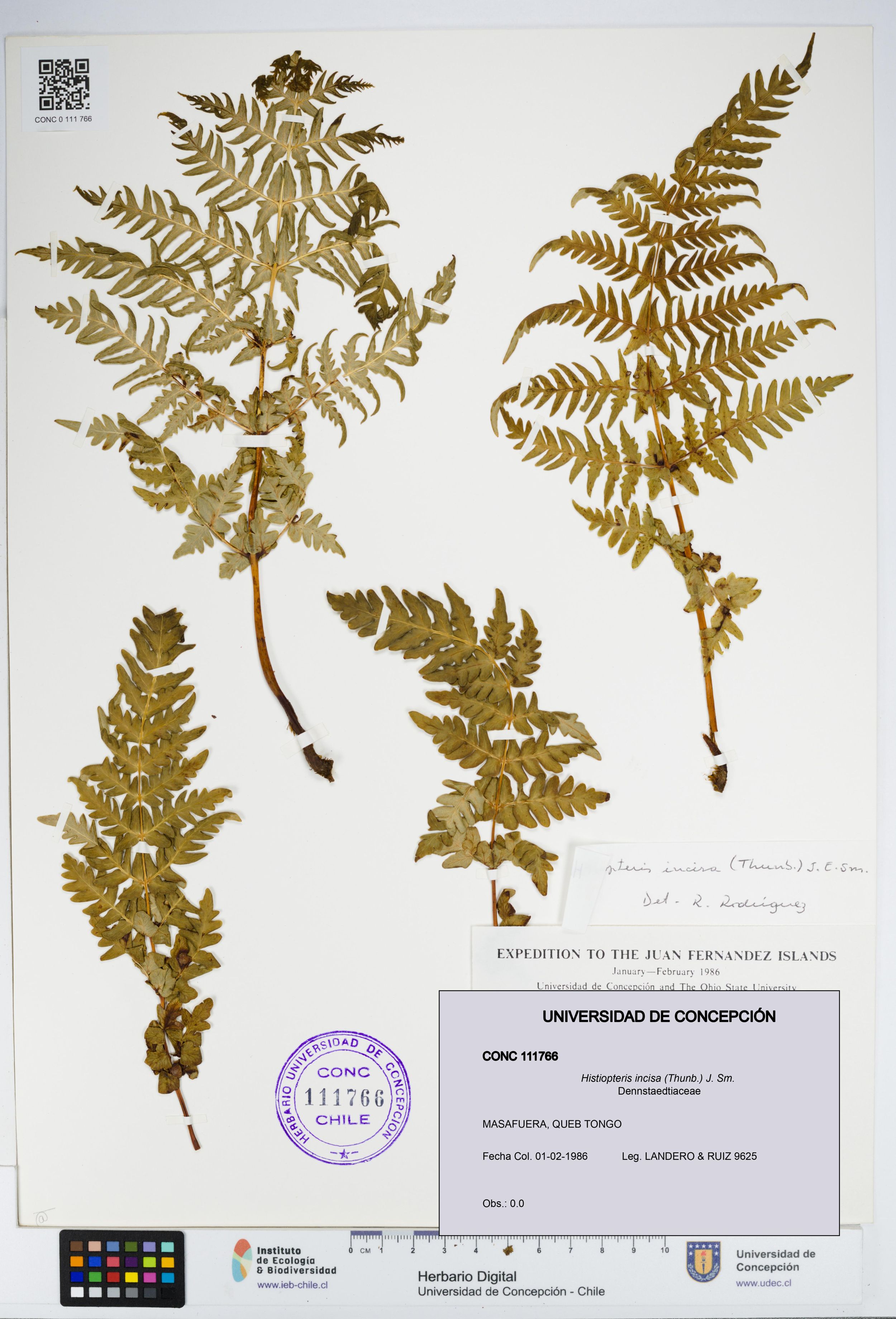 Histiopteris incisa [Espécimen: ]