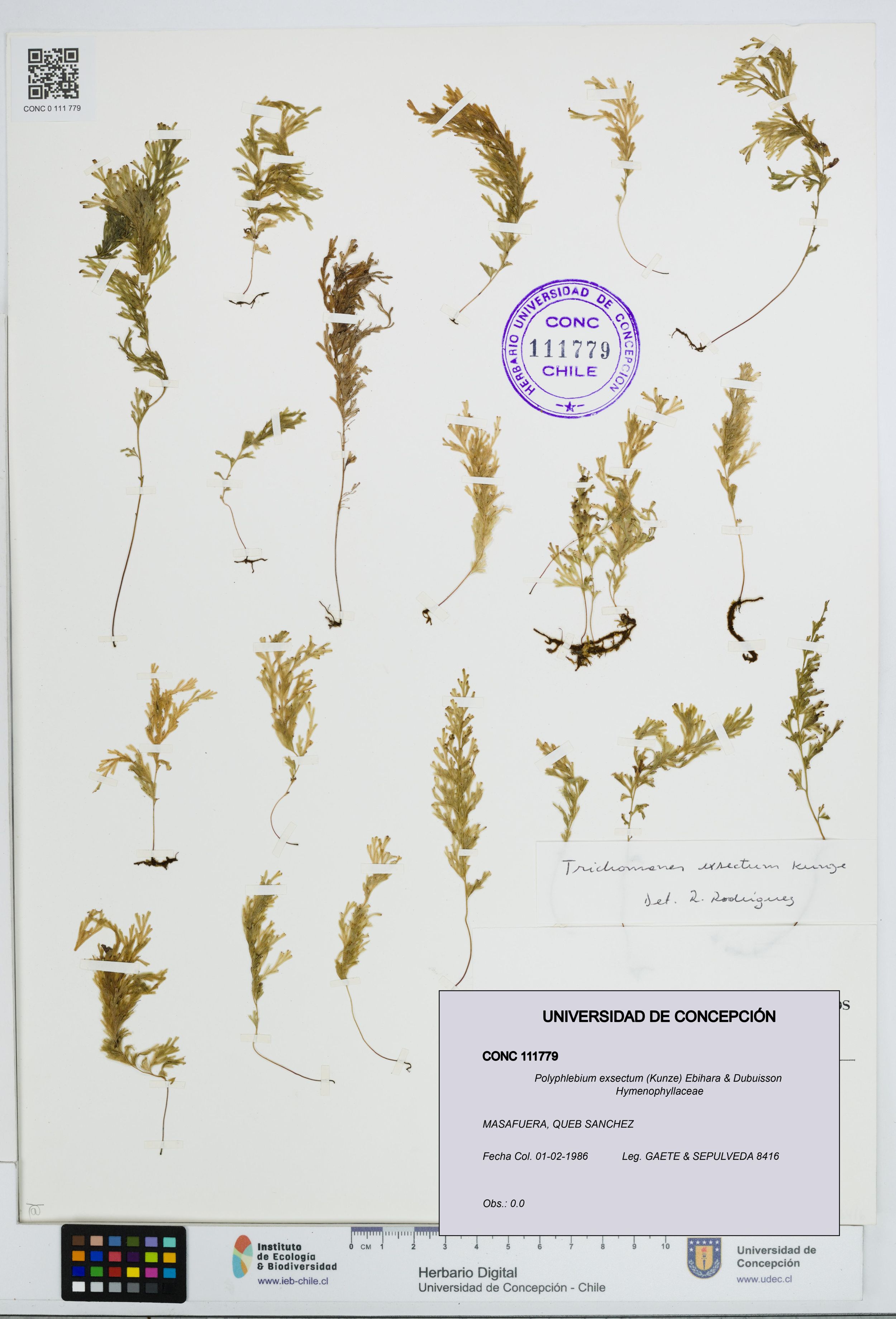 Polyphlebium exsectum [Espécimen: ]