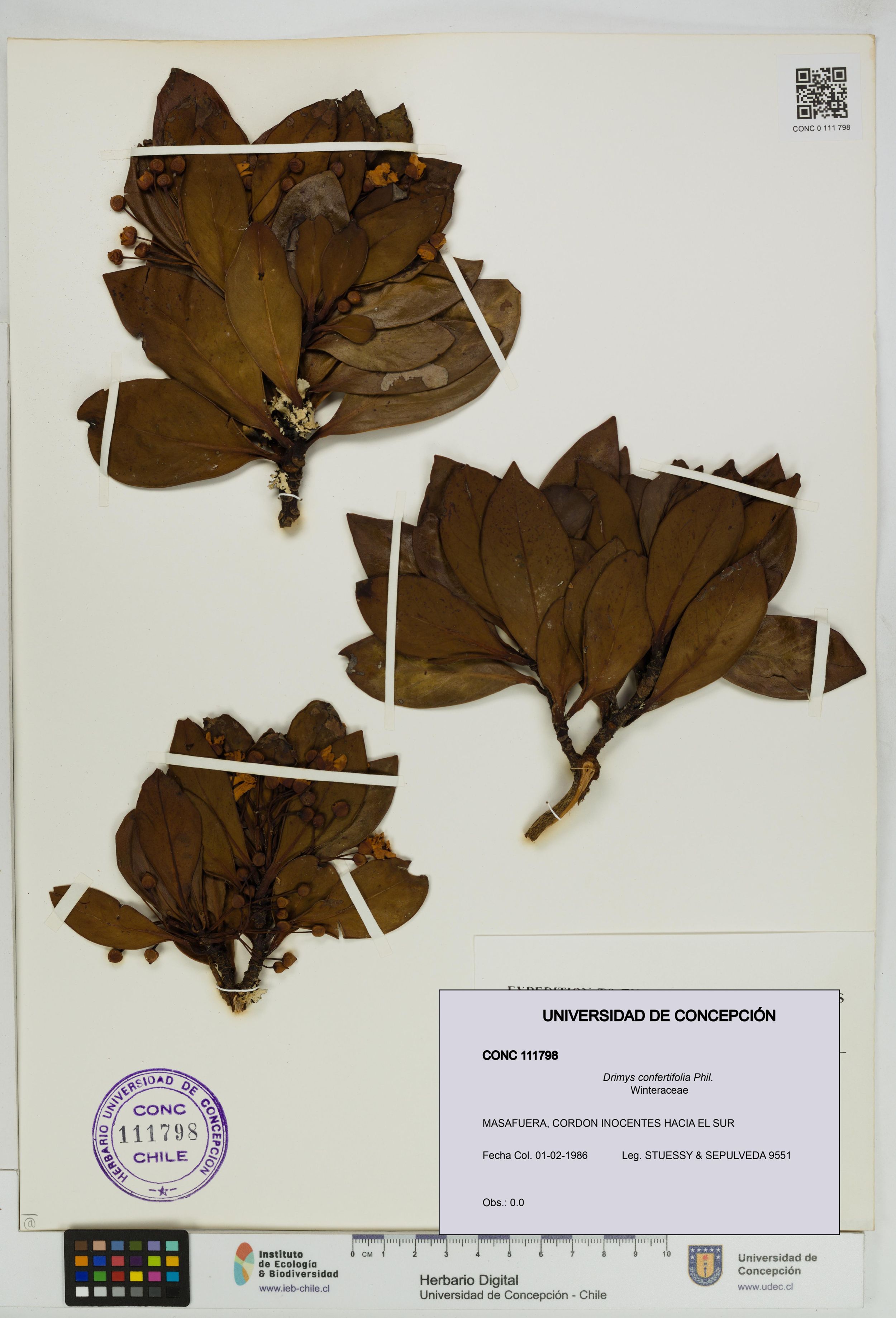 Drimys confertifolia [Espécimen: ]