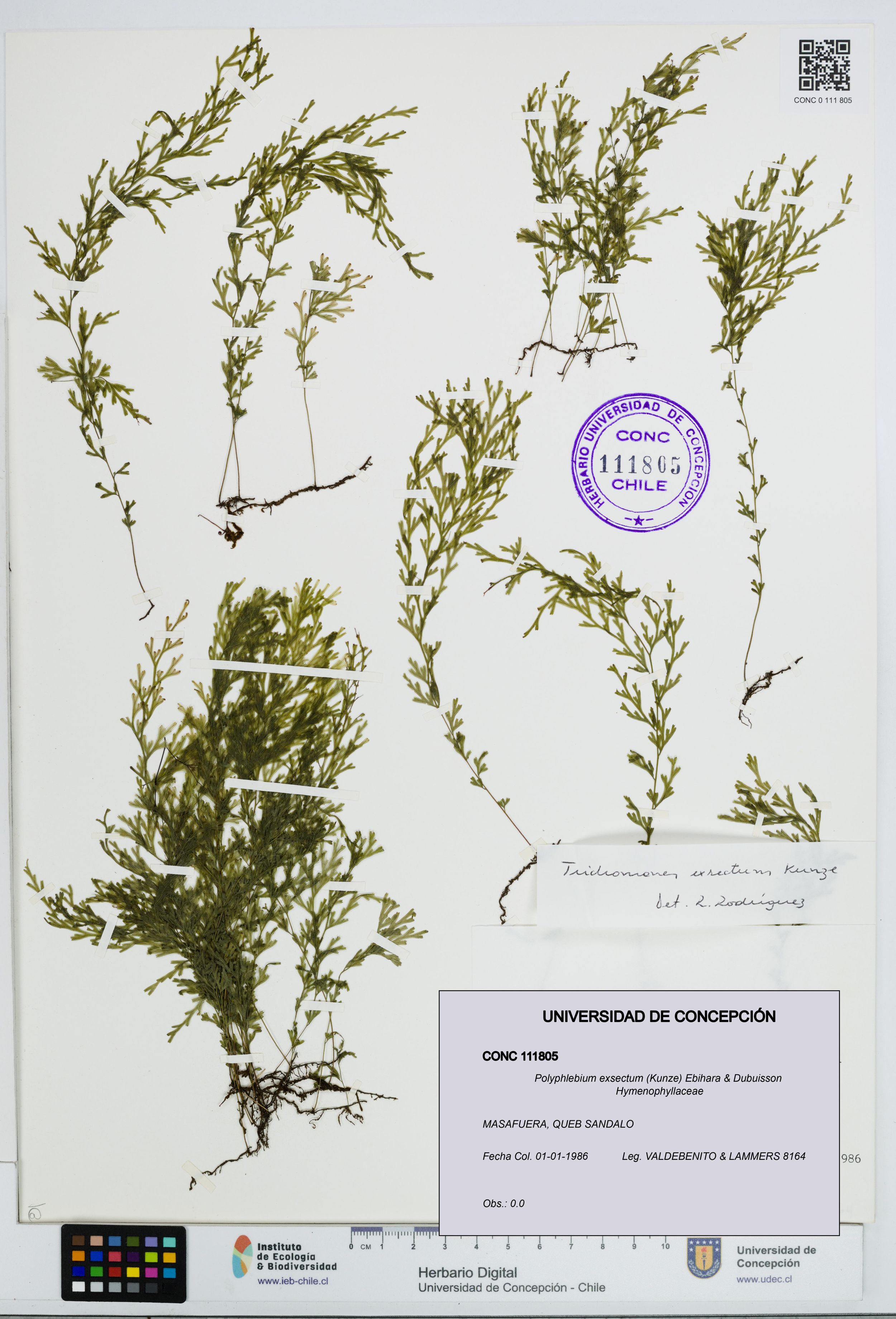 Polyphlebium exsectum [Espécimen: ]