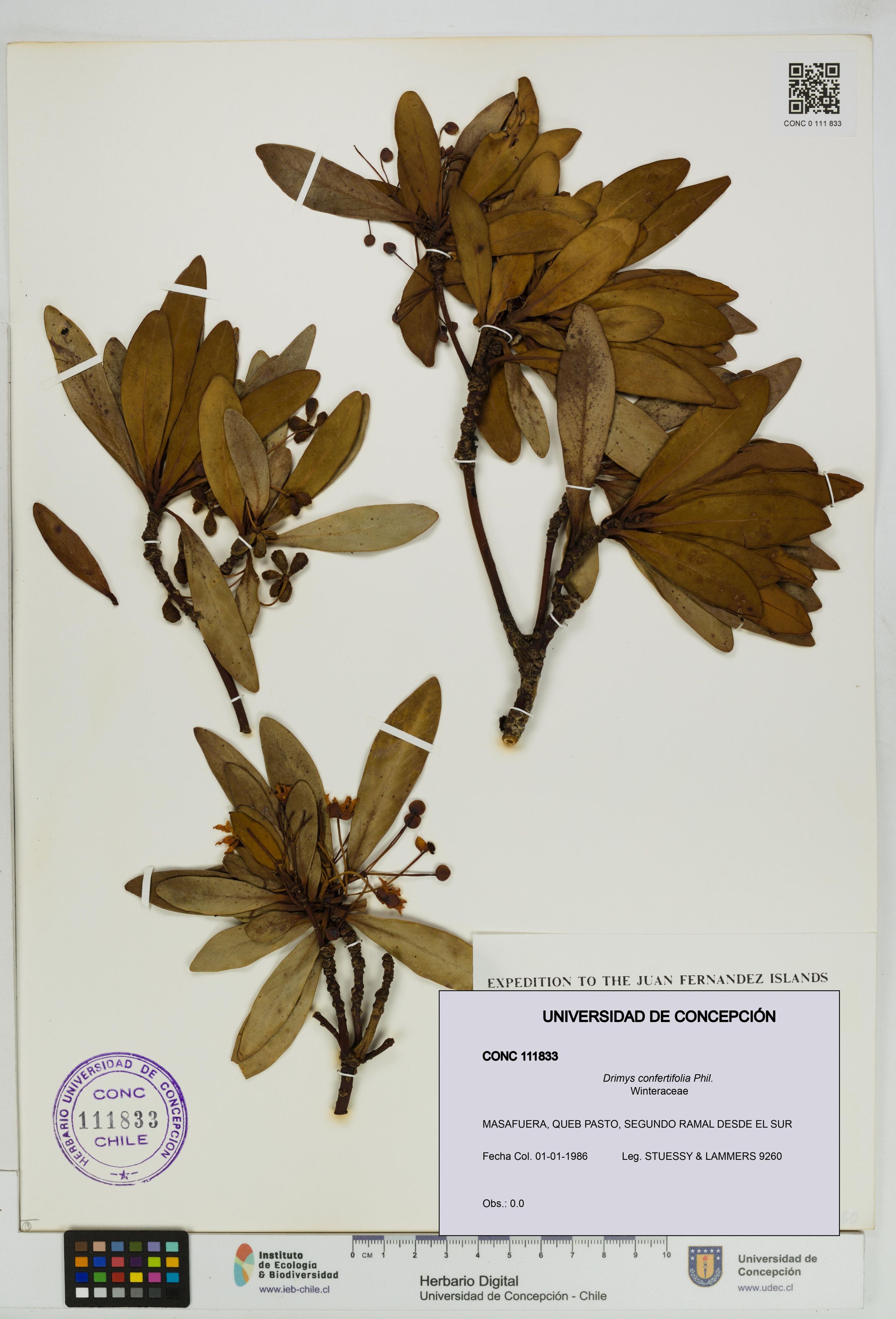 Drimys confertifolia [Espécimen: ]