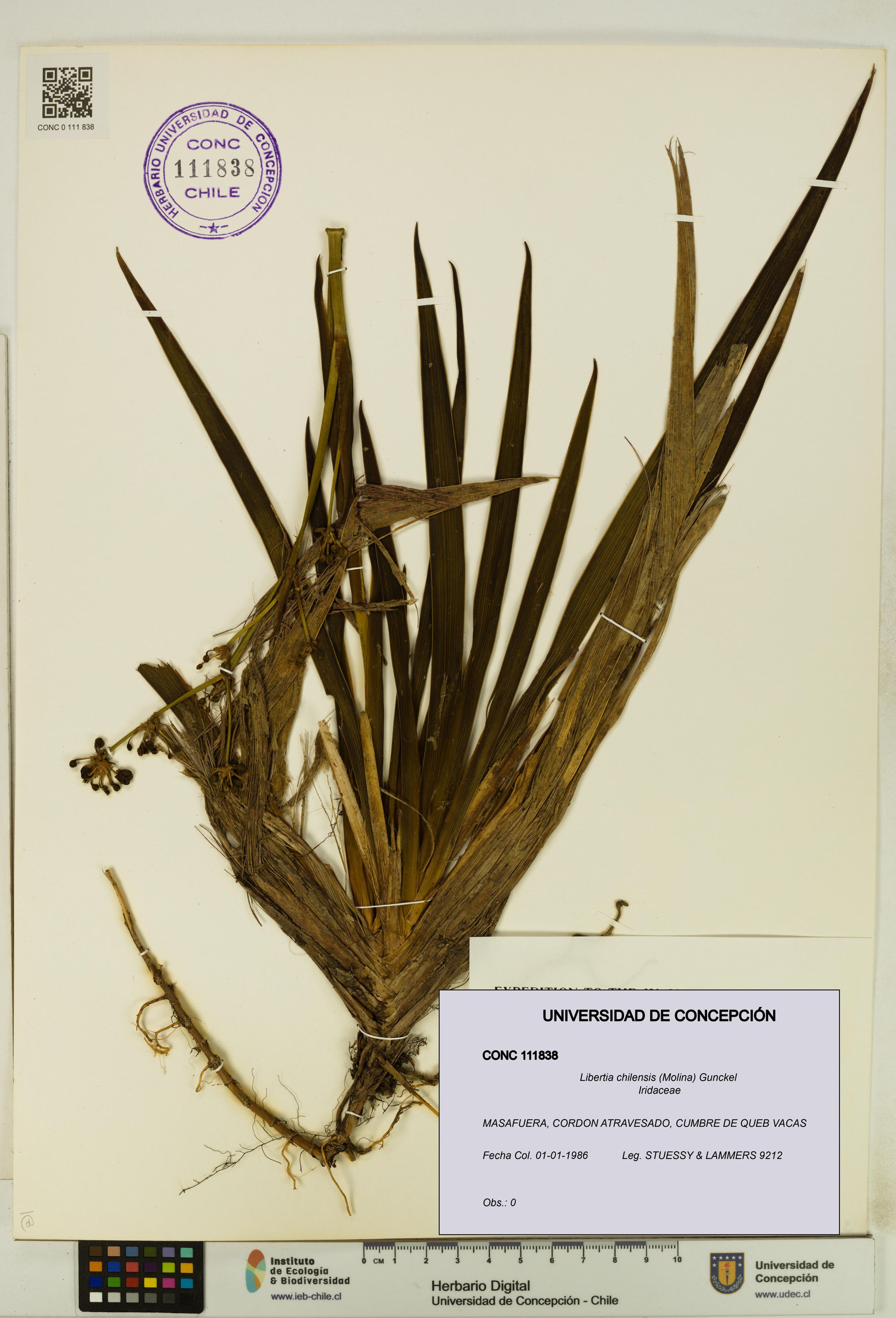 Libertia chilensis [Espécimen: ]
